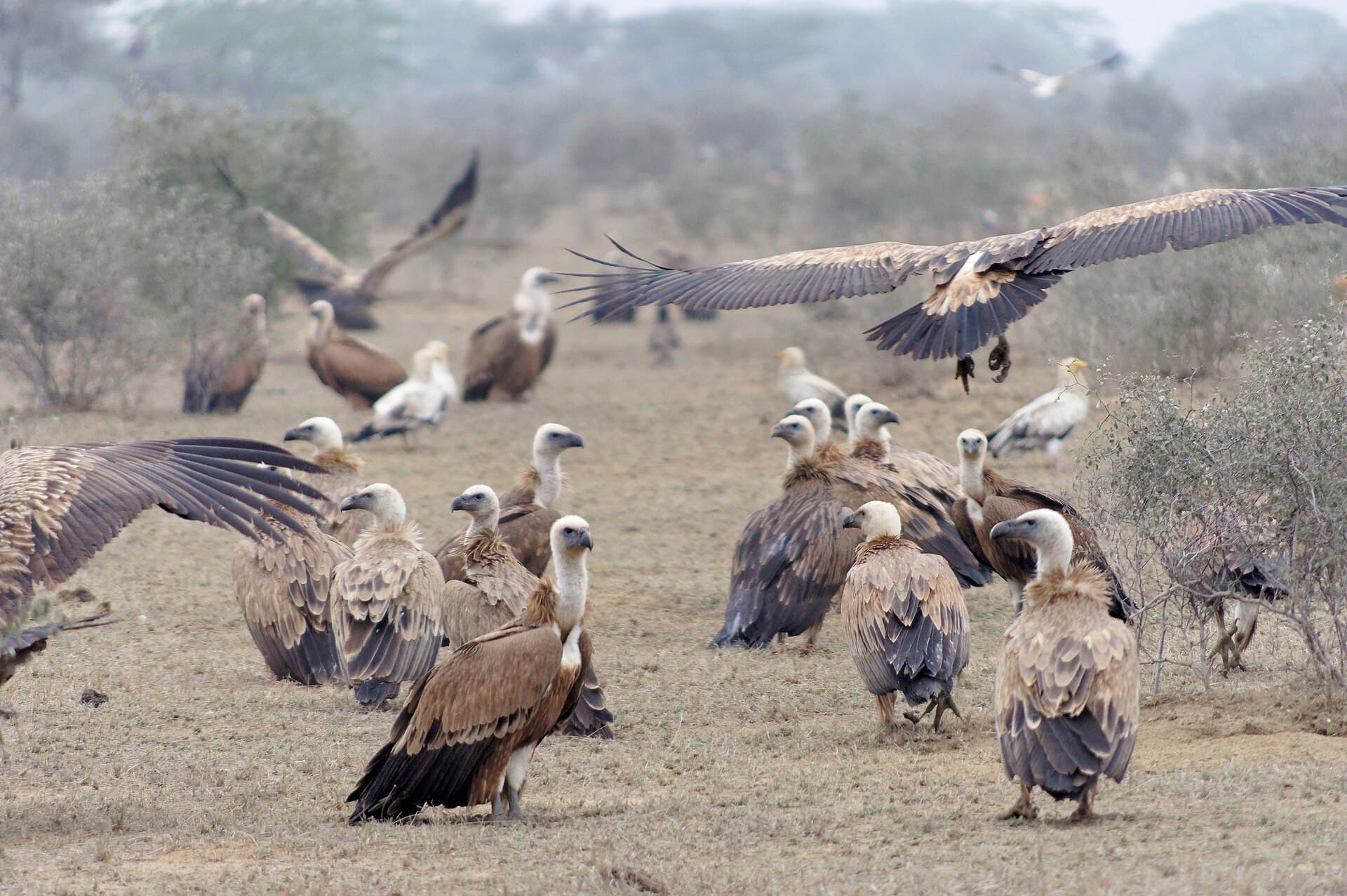 Vale Gier (Gyps fulvus) - 20191213 Gyps fulvus, Jor Beed Bird Sanctuary, Bikaner 0934 8307