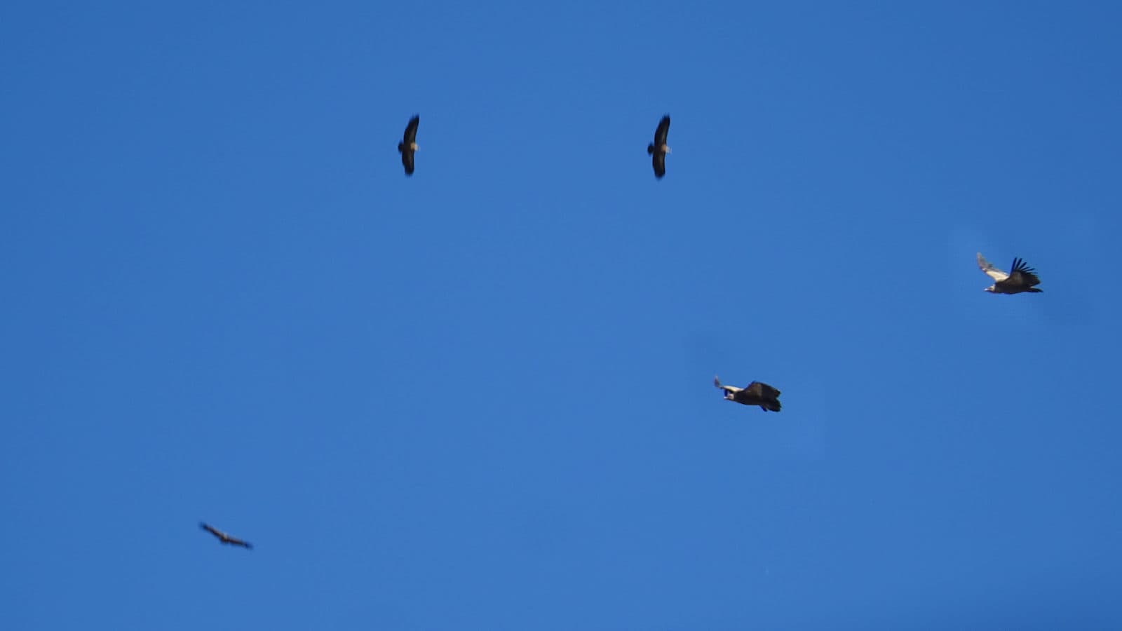 Vale Gier (Gyps fulvus) - Vutres - Gyps fulvus - Vautours fauves