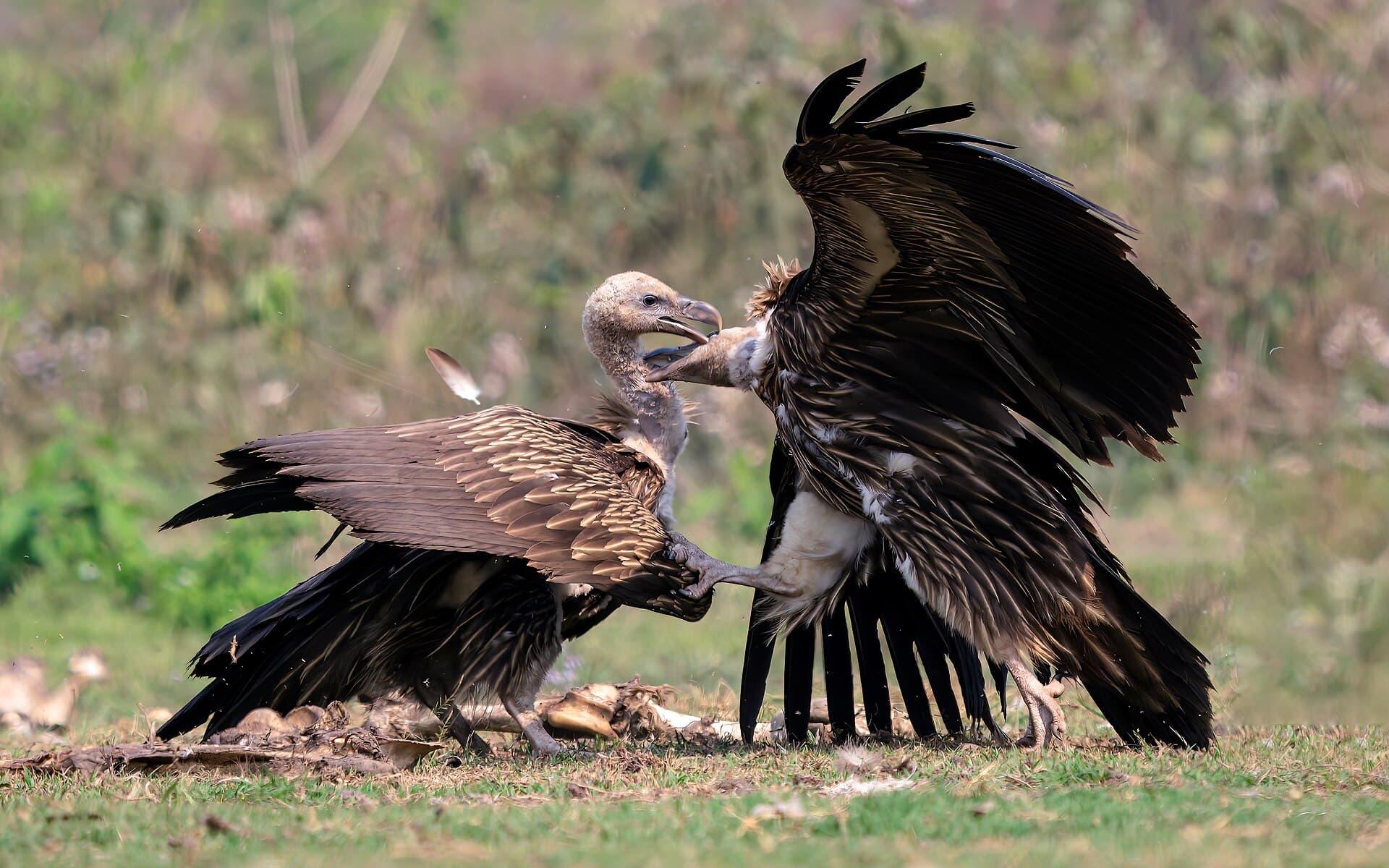 Vale Gier (Gyps fulvus) - Griffion vulture fighting