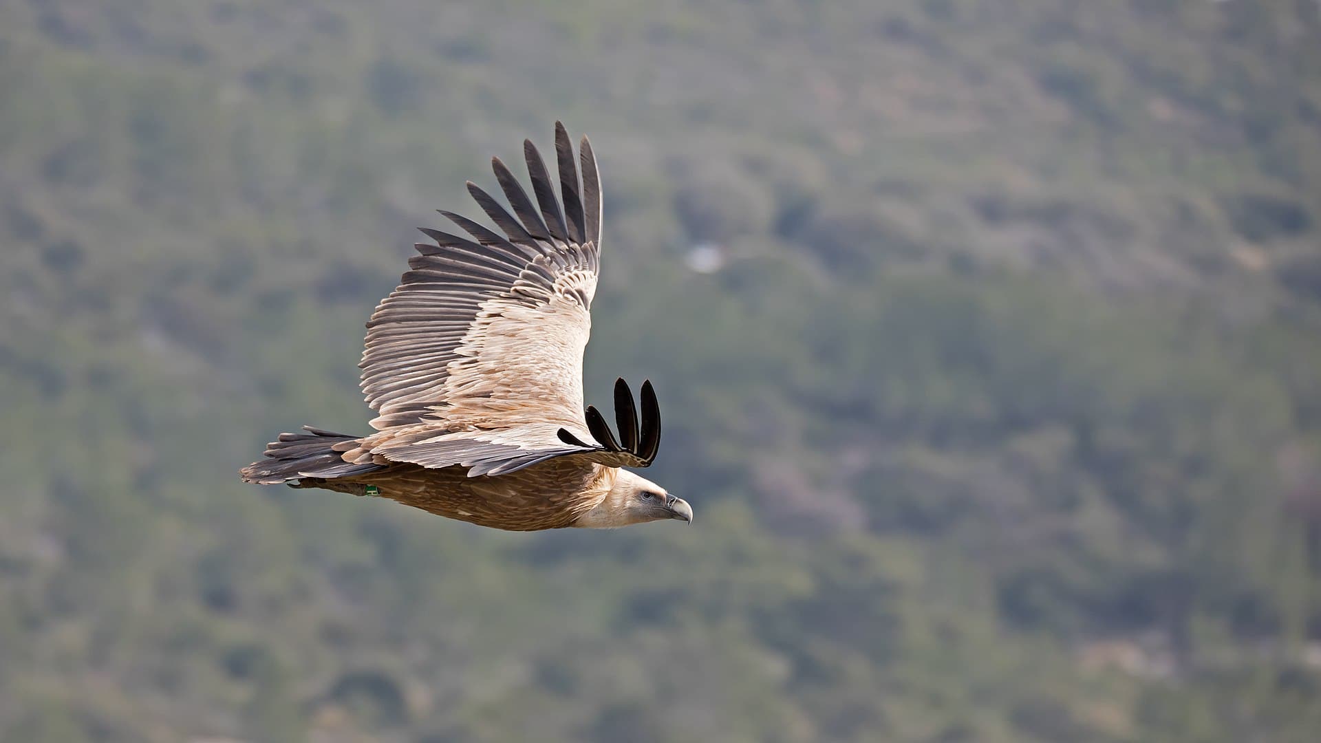 Vale Gier (Gyps fulvus) - Gyps Fulvus in flight
