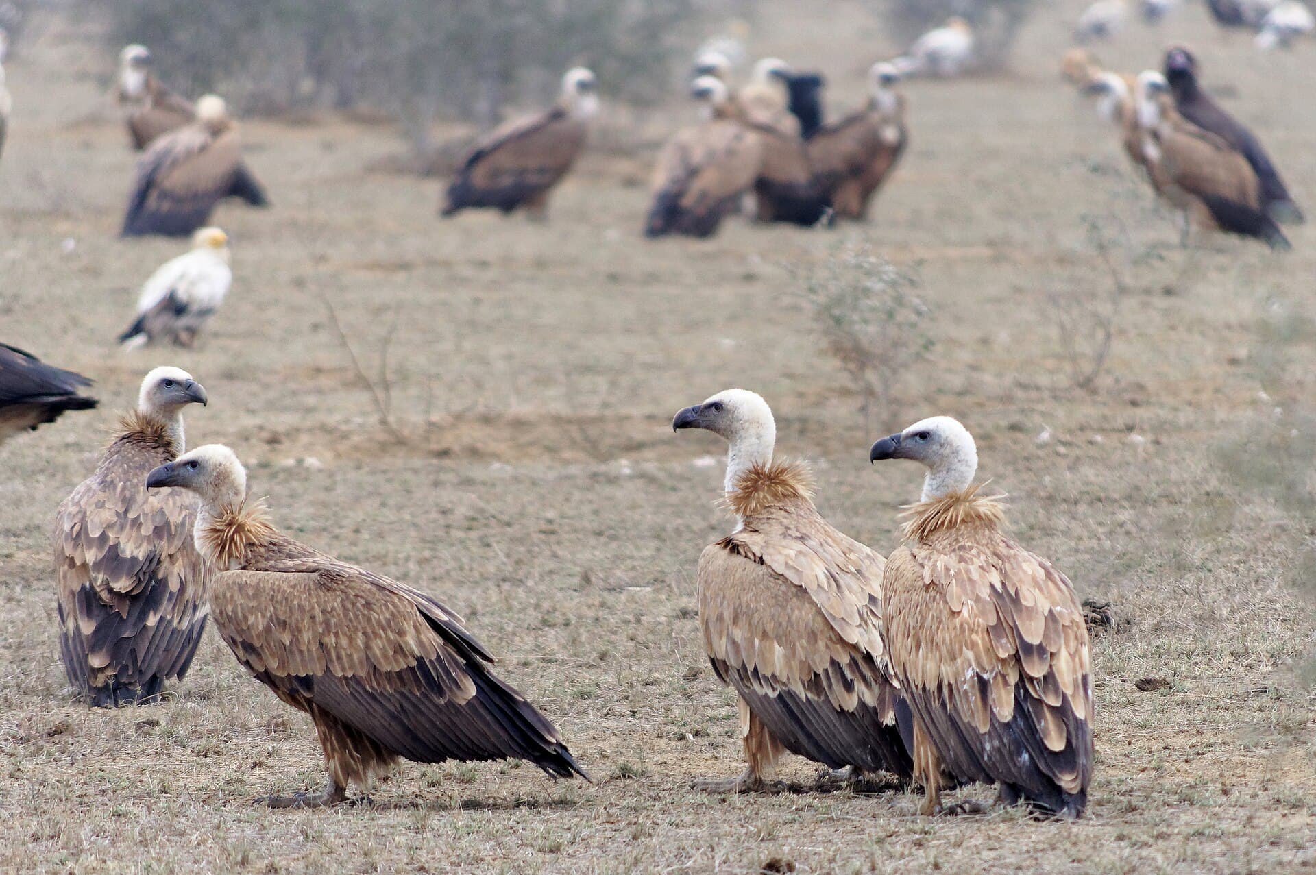 Vale Gier (Gyps fulvus) - 20191213 Gyps fulvus, Jor Beed Bird Sanctuary, Bikaner 0934 8311