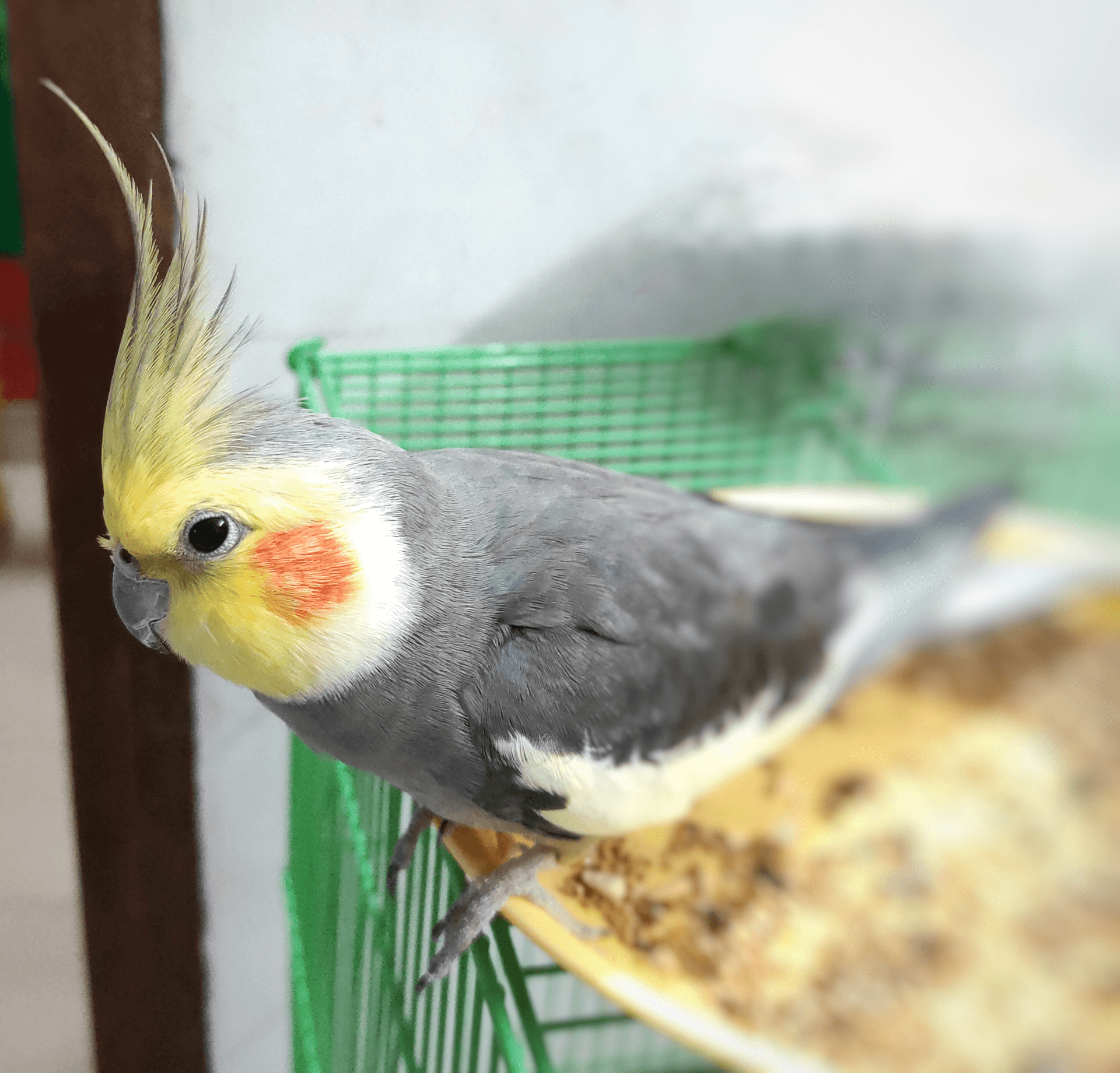 Valkparkiet (Nymphicus hollandicus) - Cockatiel bird