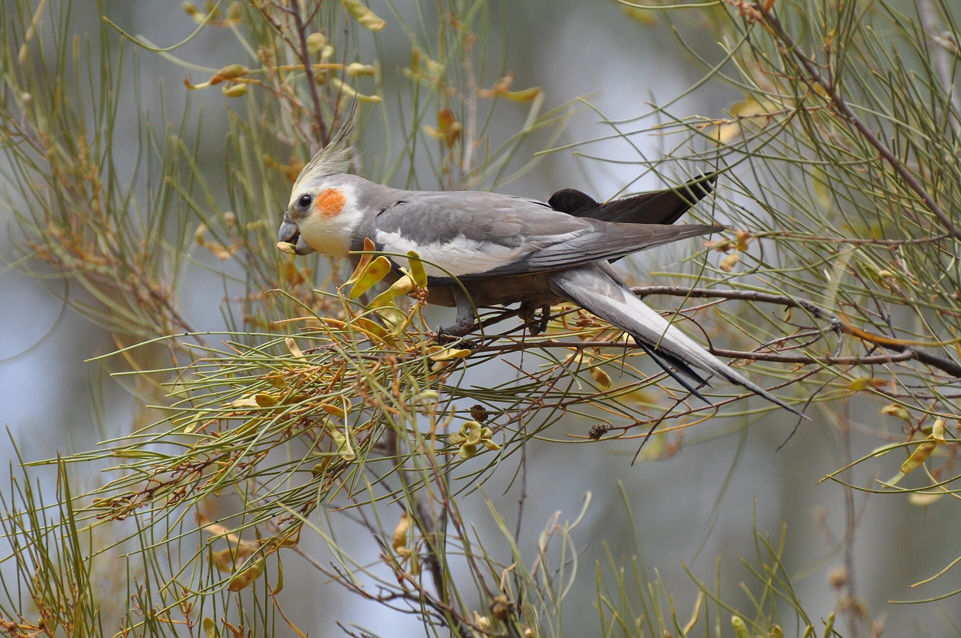 Valkparkiet (Nymphicus hollandicus) - Wild cockatiel - panoramio