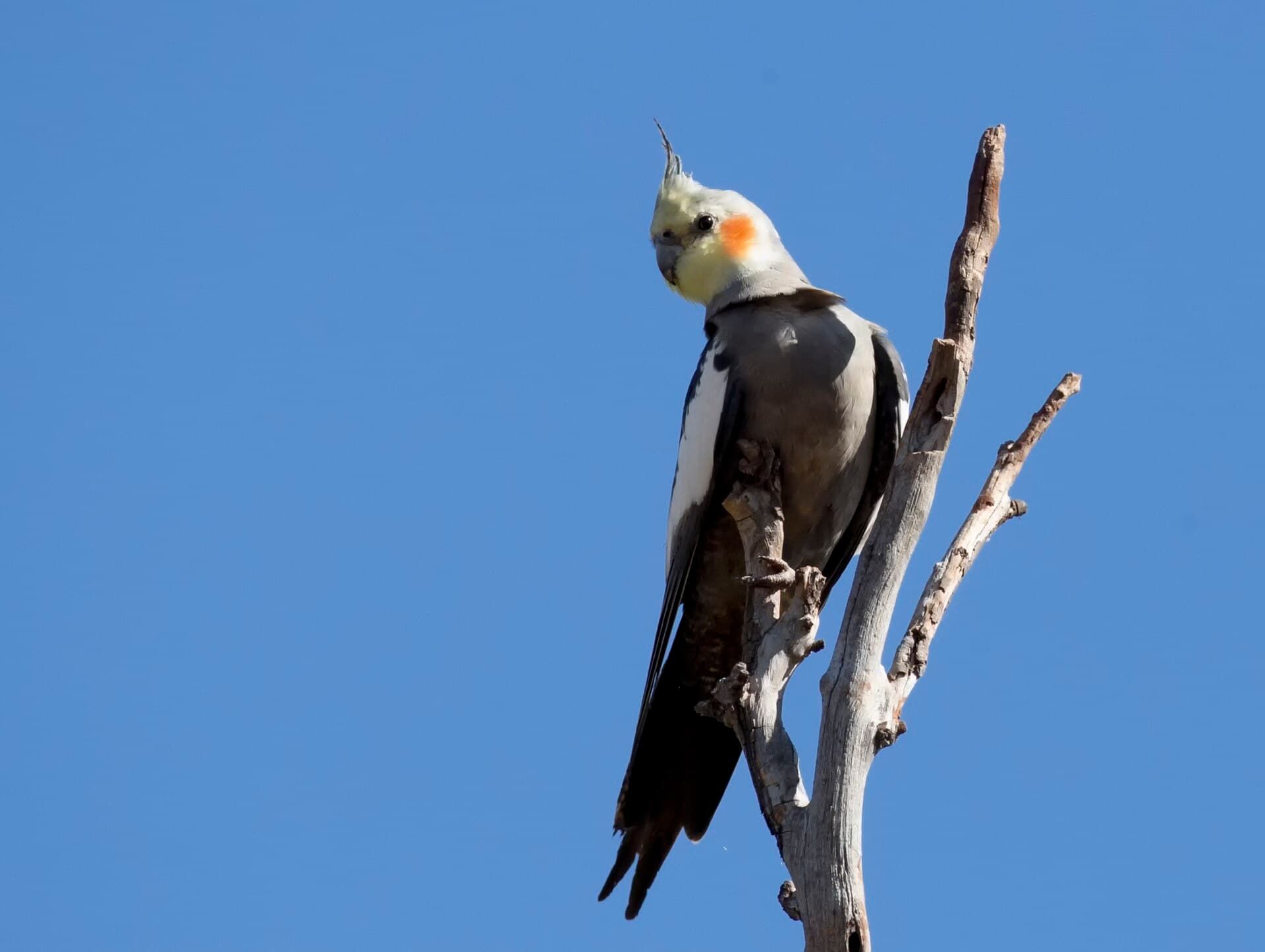 Valkparkiet (Nymphicus hollandicus) - Cockateil 2 (20125670450)