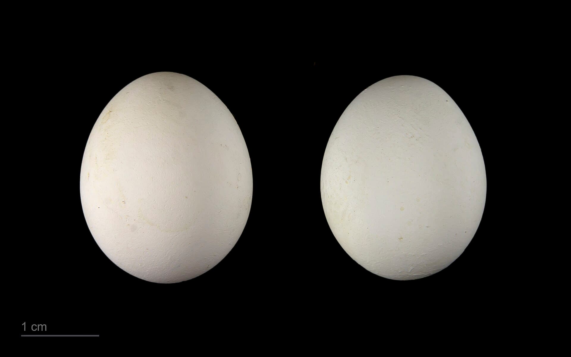 Valkparkiet (Nymphicus hollandicus) - Nymphicus hollandicus MHNT.ZOO.2010.11.148.28
