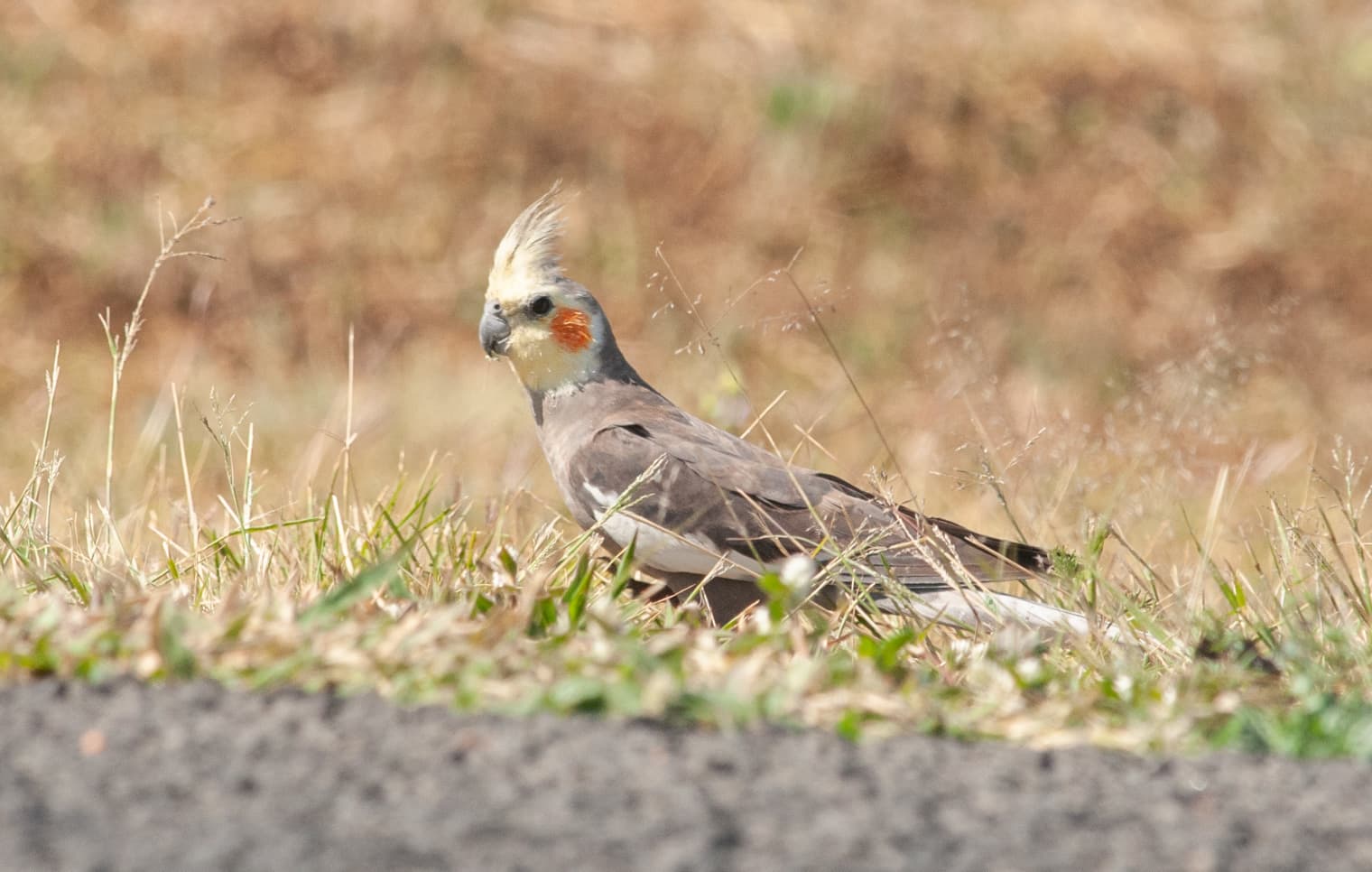 Valkparkiet (Nymphicus hollandicus) - Nymphicus hollandicus 162198224