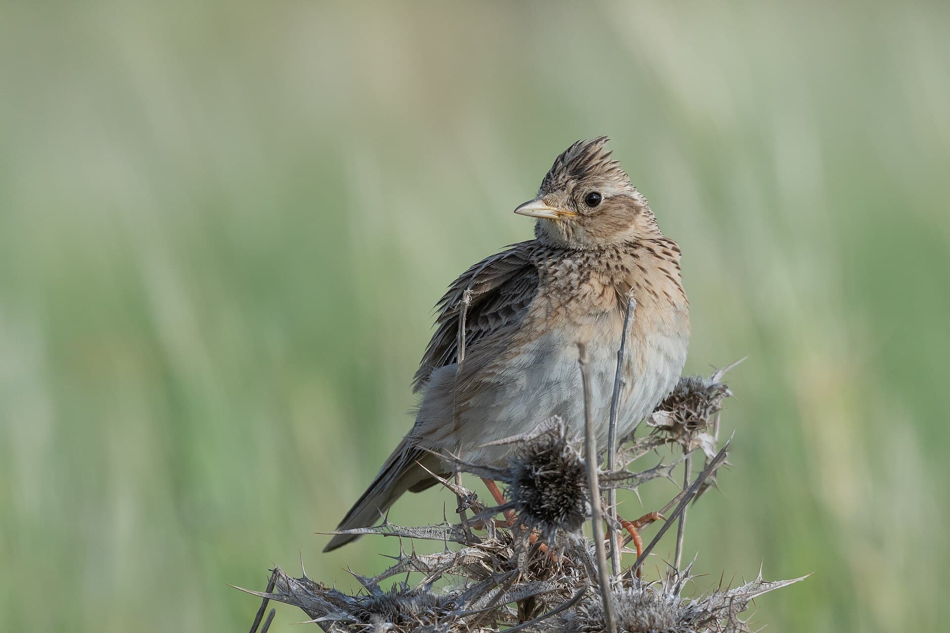 Veldleeuwerik (Alauda arvensis) - Alouette des champs Zaghouan001