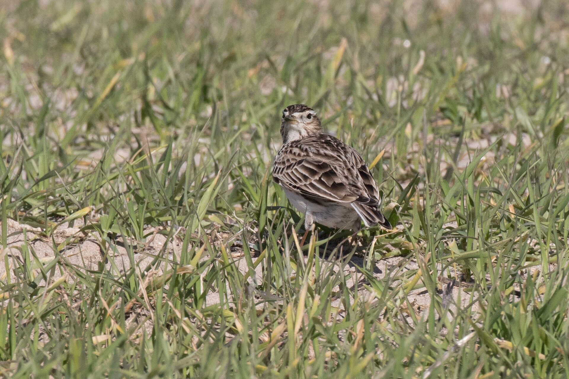 Veldleeuwerik (Alauda arvensis) - Alauda arvensis - Eurasian Skylark, Mersin 2017-01-22 01-2