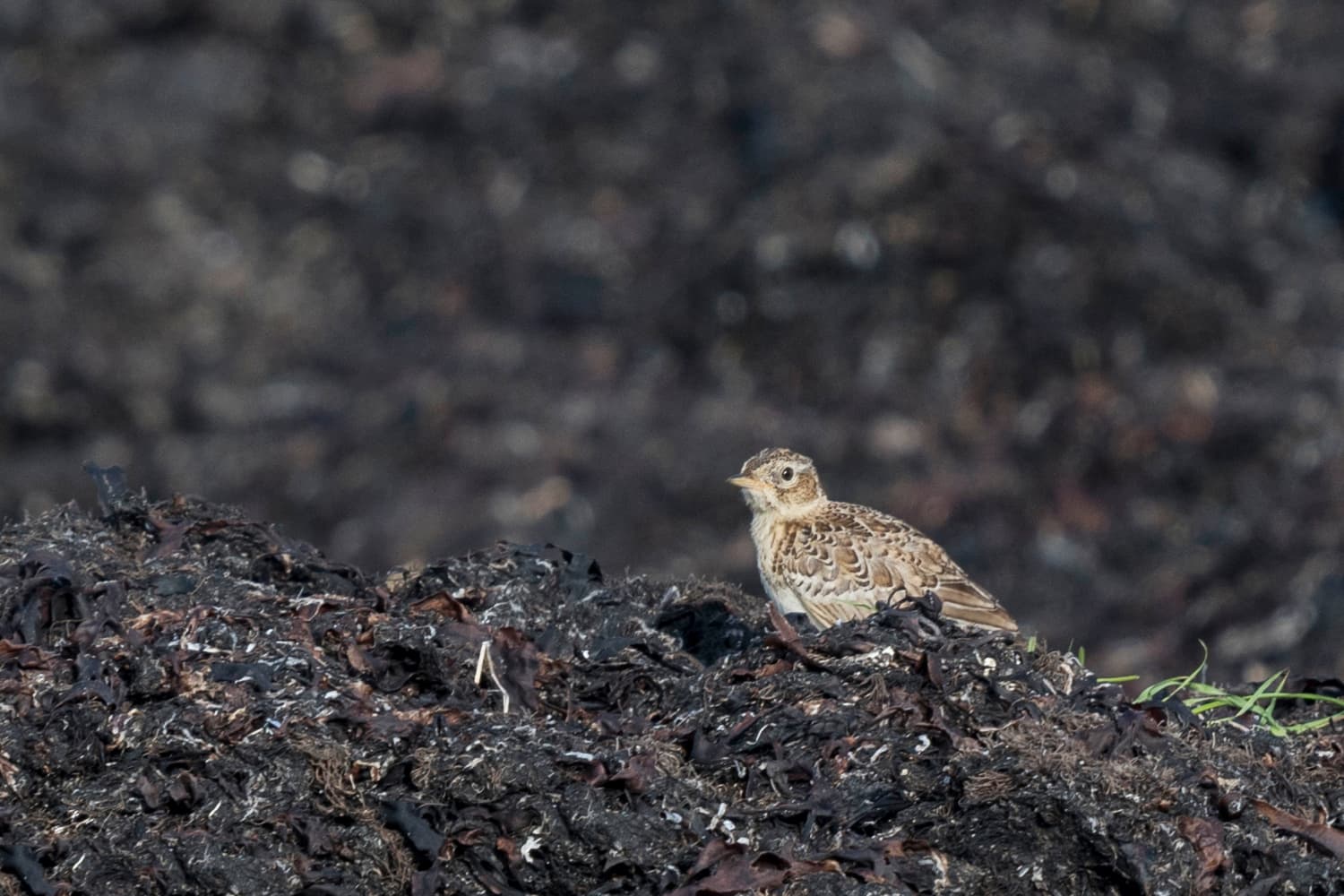 Veldleeuwerik (Alauda arvensis) - Sånglärka, Ottenby, Öland, Juli 2017 (37629308805)