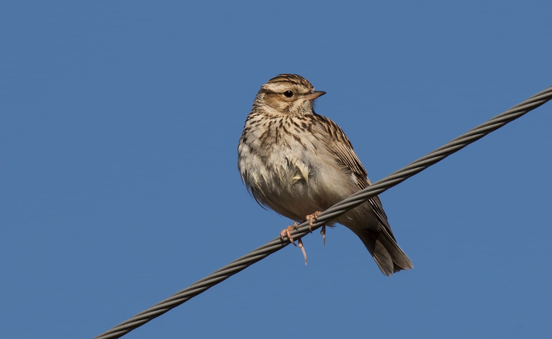 Veldleeuwerik (Alauda arvensis) - Alauda arvensis - Skylark - Tarlakuşu 04
