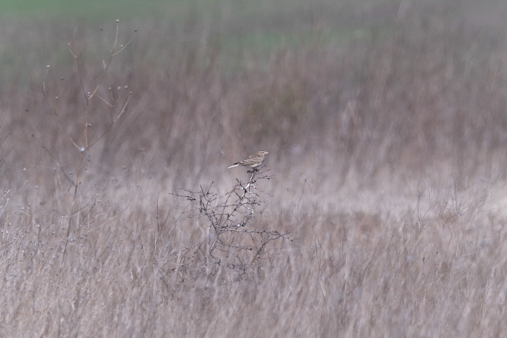 Veldleeuwerik (Alauda arvensis) - Alauda arvensis0002