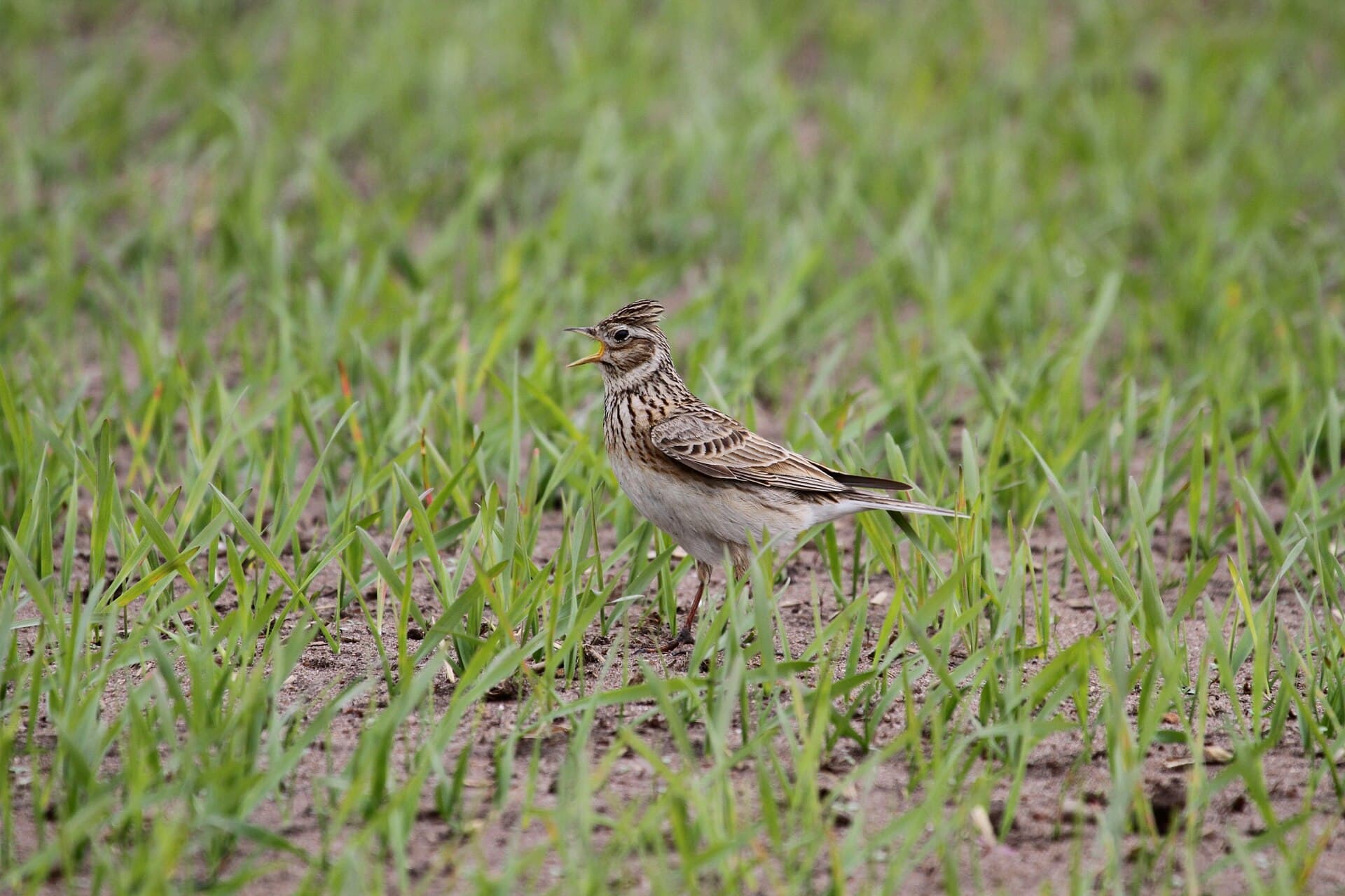 Veldleeuwerik (Alauda arvensis) - Sanglerke, Eurasian skylark
