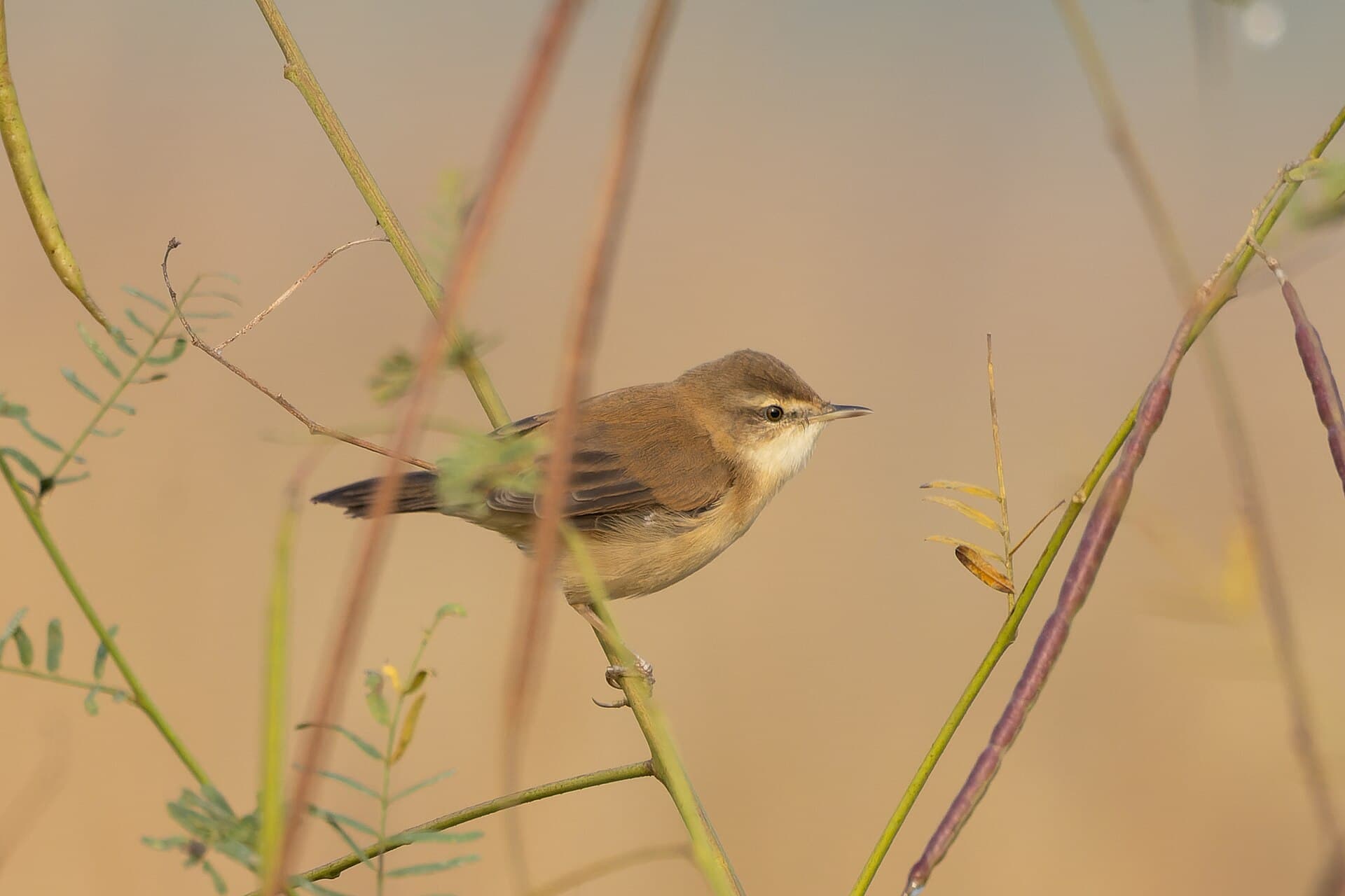 Veldrietzanger (Acrocephalus agricola) - Paddyfield Warbler by Tisha Mukherjee 04