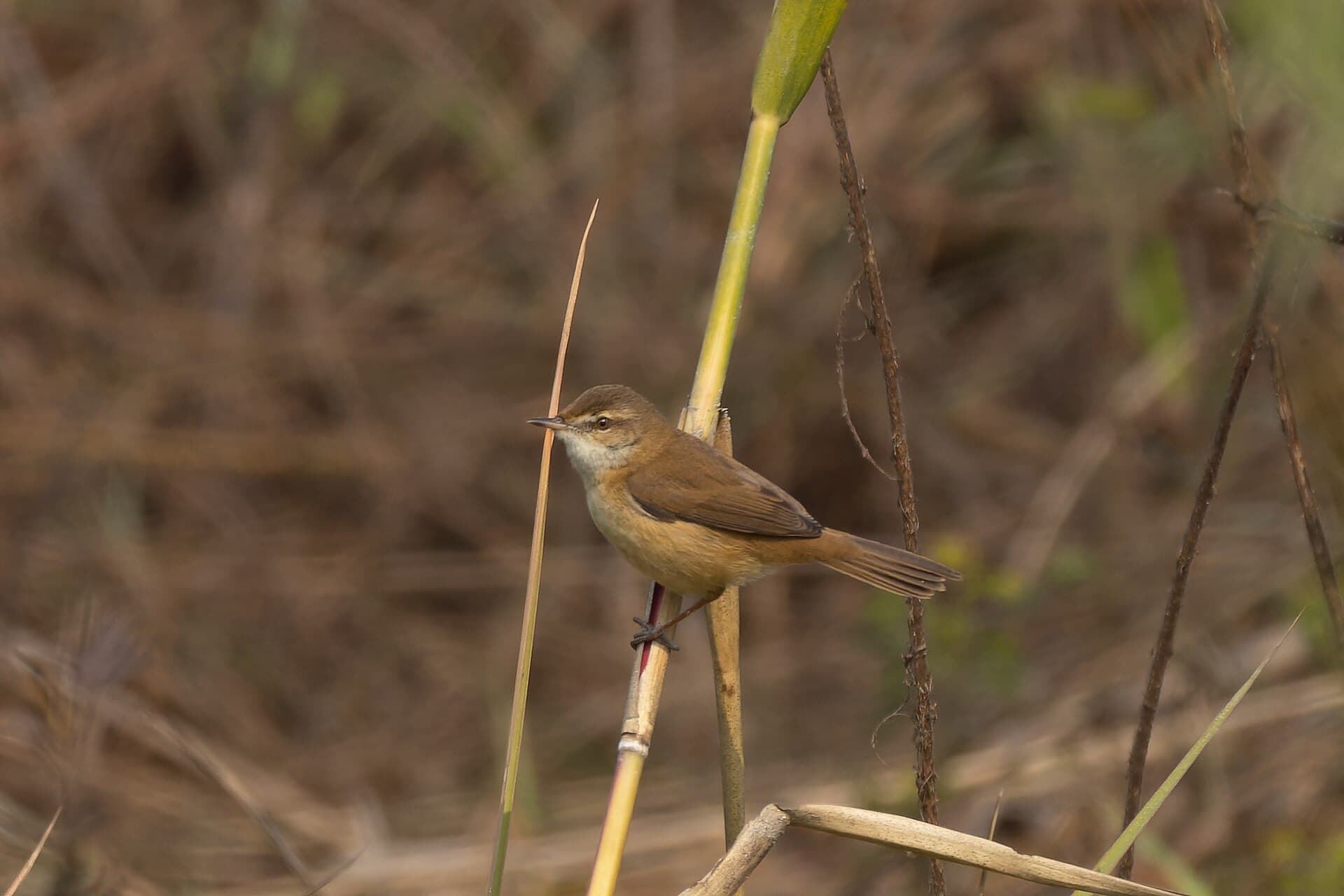 Veldrietzanger (Acrocephalus agricola) - Paddyfield Warbler by Tisha Mukherjee 20