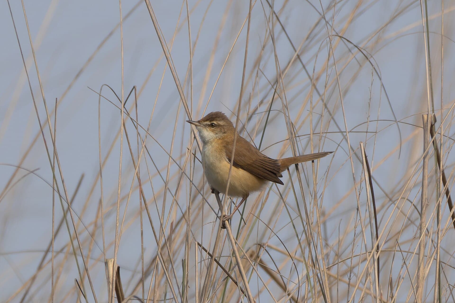 Veldrietzanger (Acrocephalus agricola) - Paddyfield Warbler by Tisha Mukherjee 21