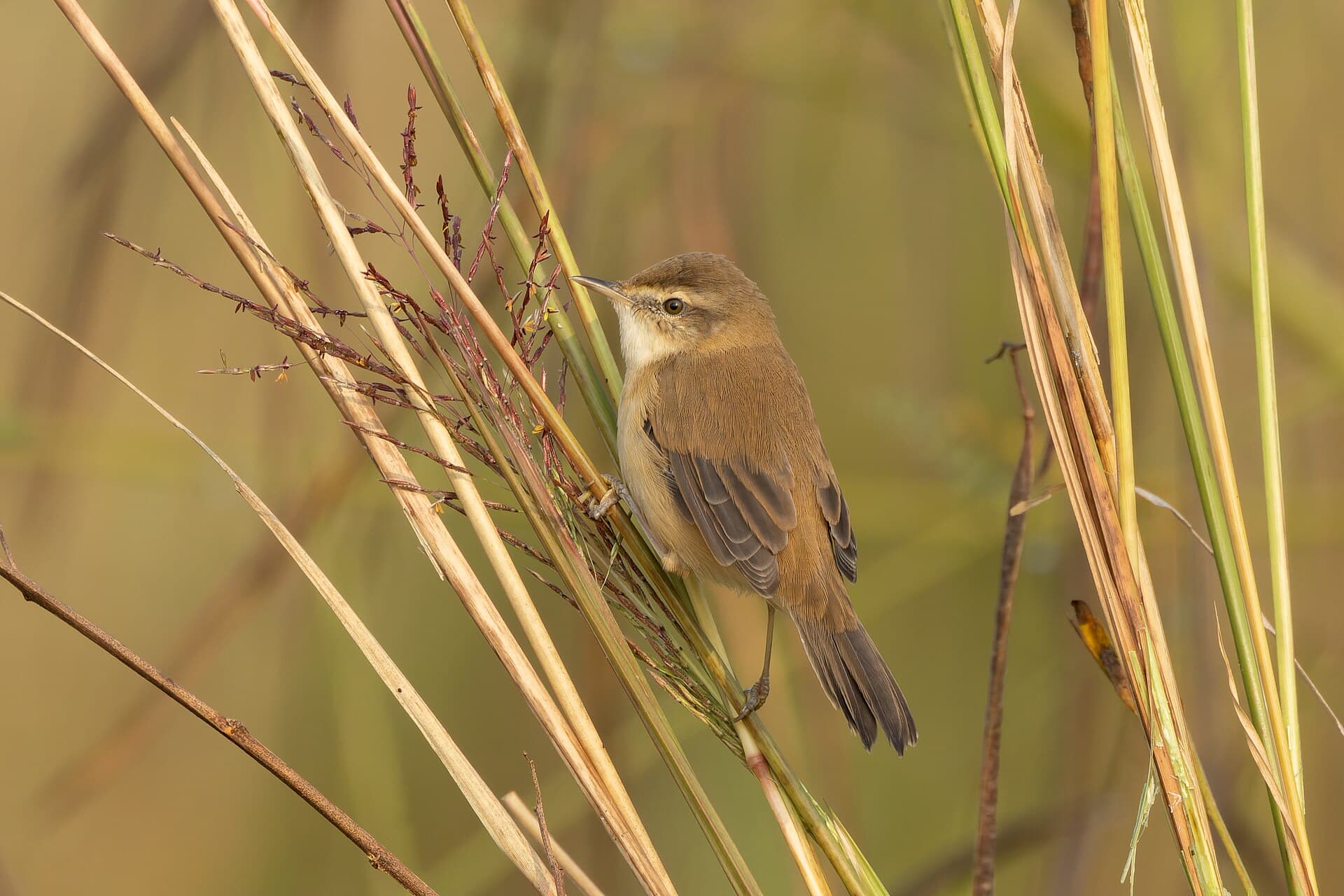 Veldrietzanger (Acrocephalus agricola) - Paddyfield Warbler by Tisha Mukherjee 01