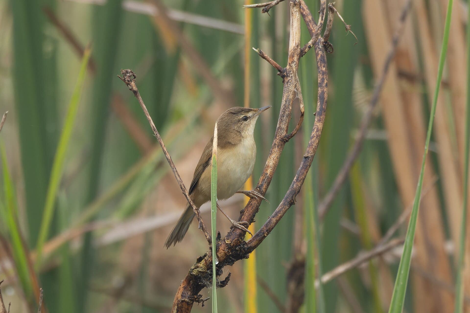Veldrietzanger (Acrocephalus agricola) - Paddyfield Warbler by Tisha Mukherjee 07