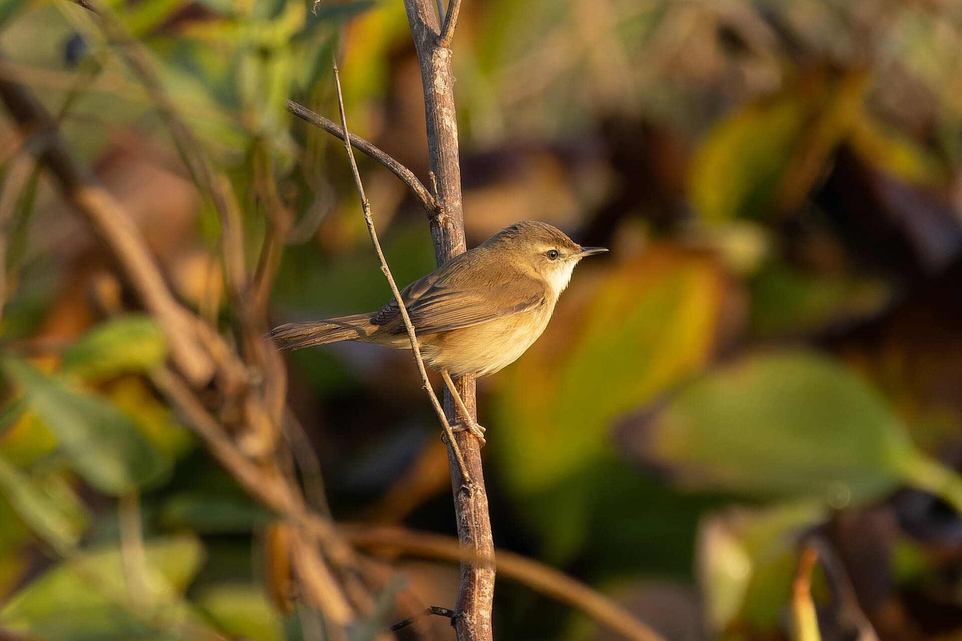 Veldrietzanger (Acrocephalus agricola) - Paddyfield Warbler by Tisha Mukherjee 26