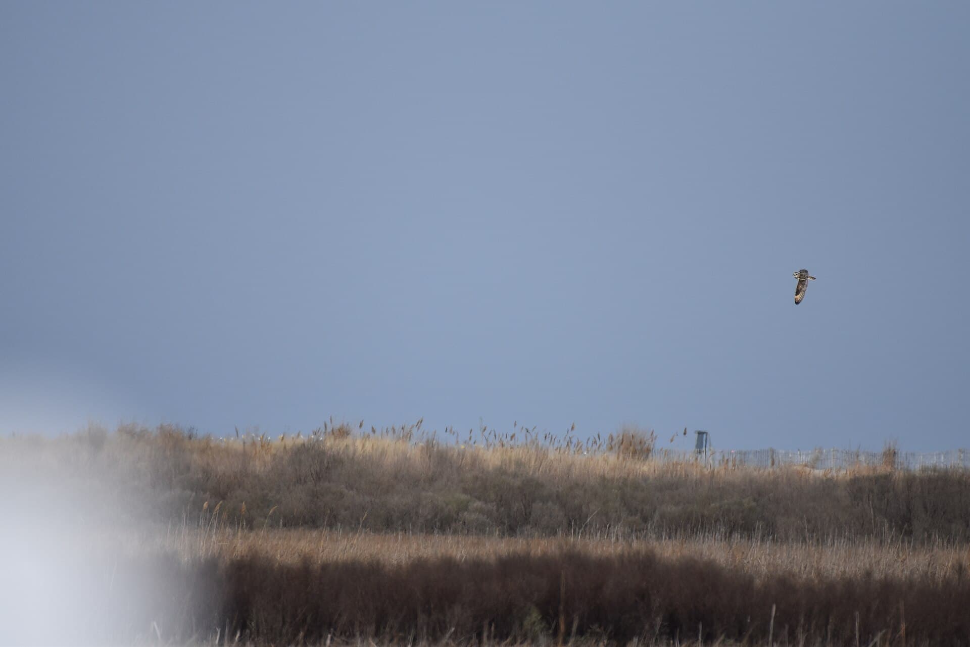 Velduil (Asio flammeus) - Short-eared owl prime hook delaware 2.1.20 DSC 0354