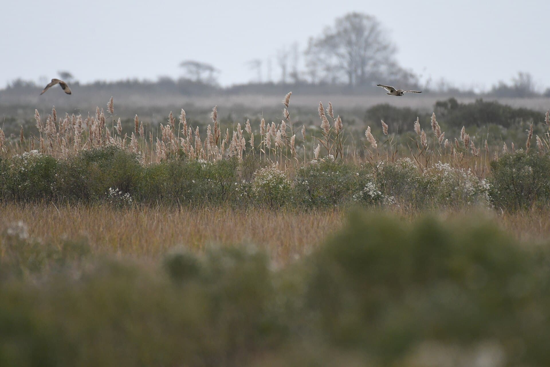 Velduil (Asio flammeus) - Short-eared owl fowler beach 11.22.20 DSC 4448