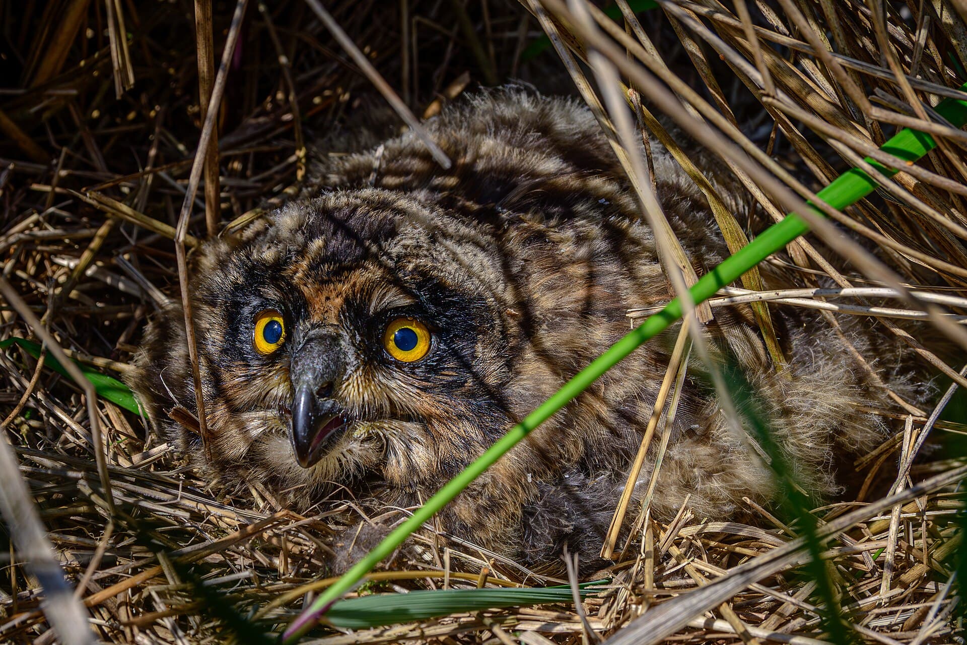 Velduil (Asio flammeus) - Sumpfohreulenküken 01