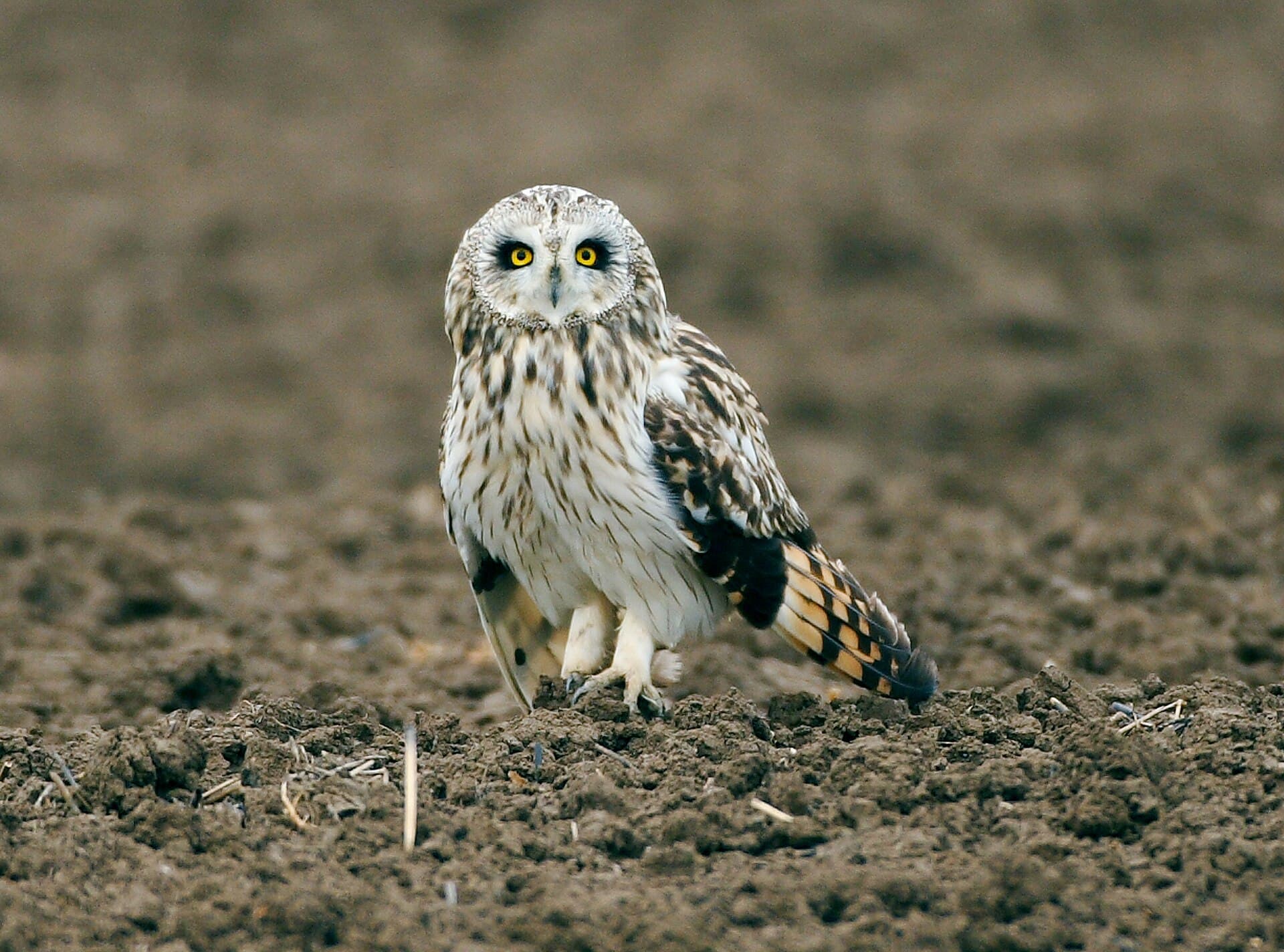 Velduil (Asio flammeus) - Hibou des marais