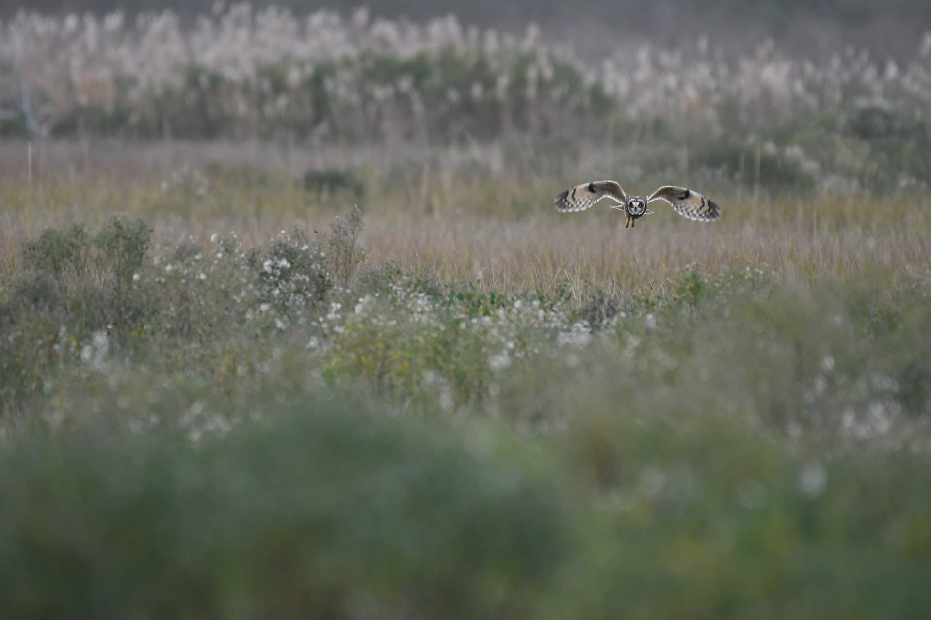 Velduil (Asio flammeus) - Short-eared owl fowler beach 11.22.20 DSC 4316