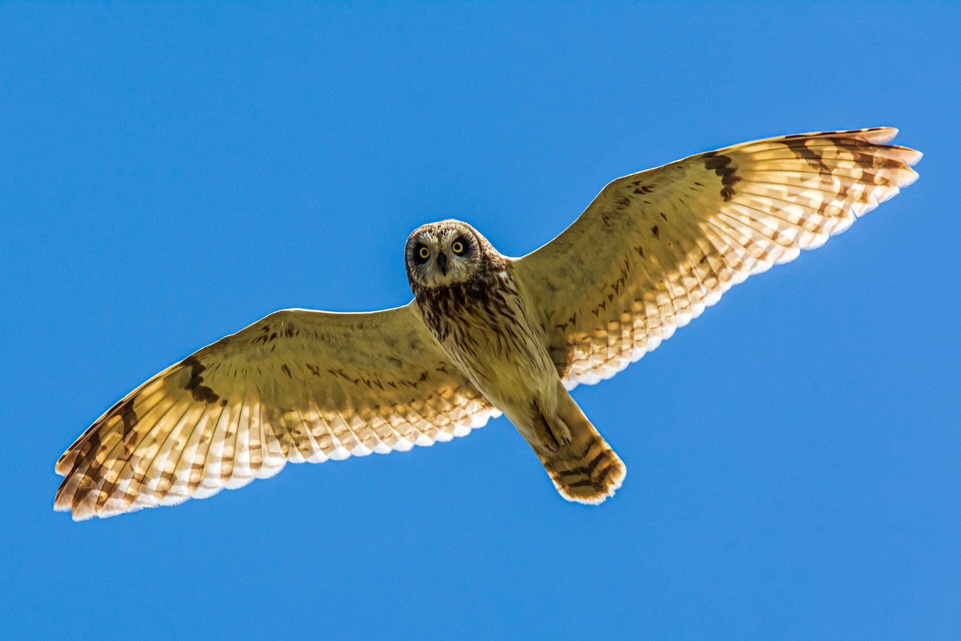 Velduil (Asio flammeus) - Sumpfohreule (asio flammeus) - Spiekeroog, Nationalpark niedersächsisches Wattenmeer