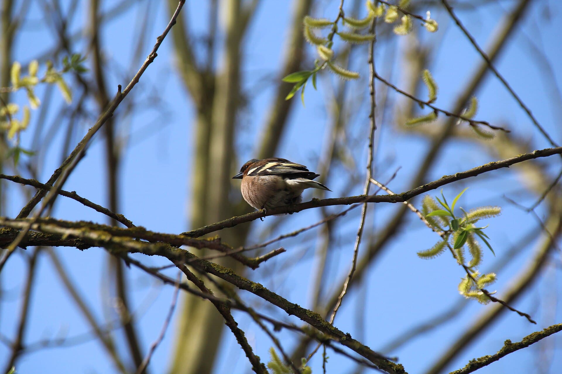 Vink (Fringilla coelebs) - Buchfink von schräg hinten, sich aufplusternd