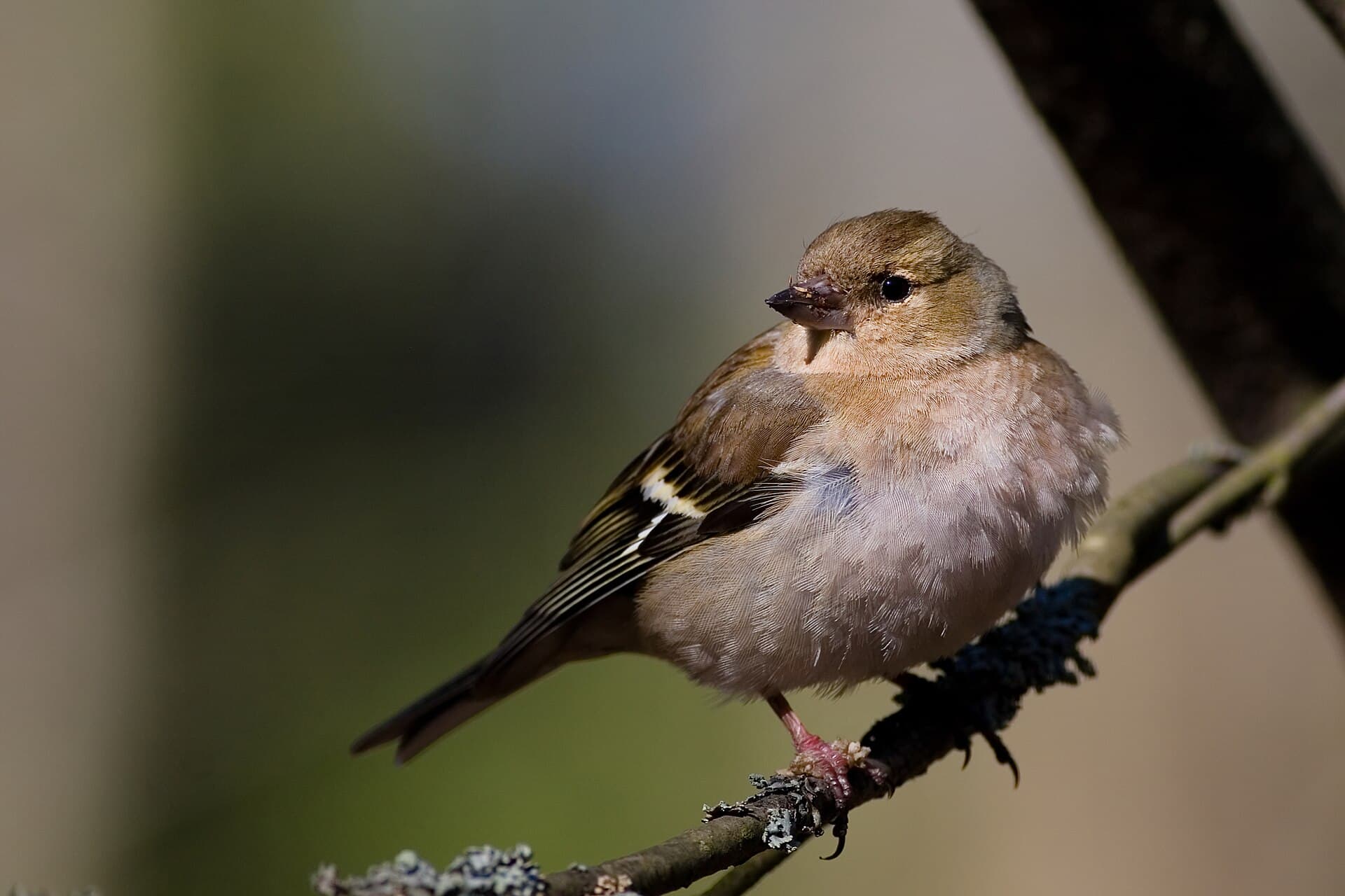 Vink (Fringilla coelebs) - FringillaCoelebsFemale