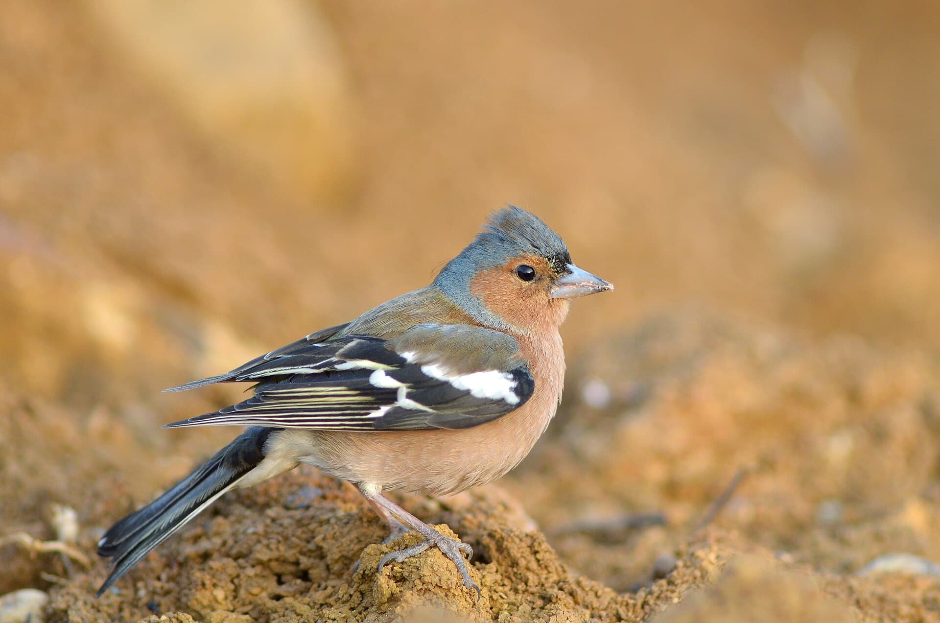 Vink (Fringilla coelebs) - Fringilla coelebs (5577610542)