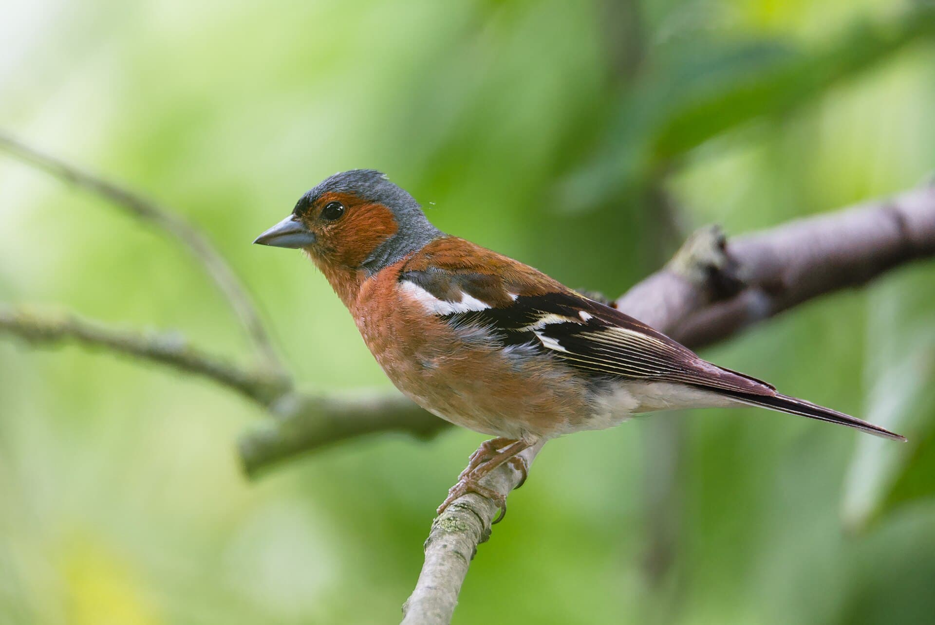 Vink (Fringilla coelebs) - Fringilla coelebs on branch