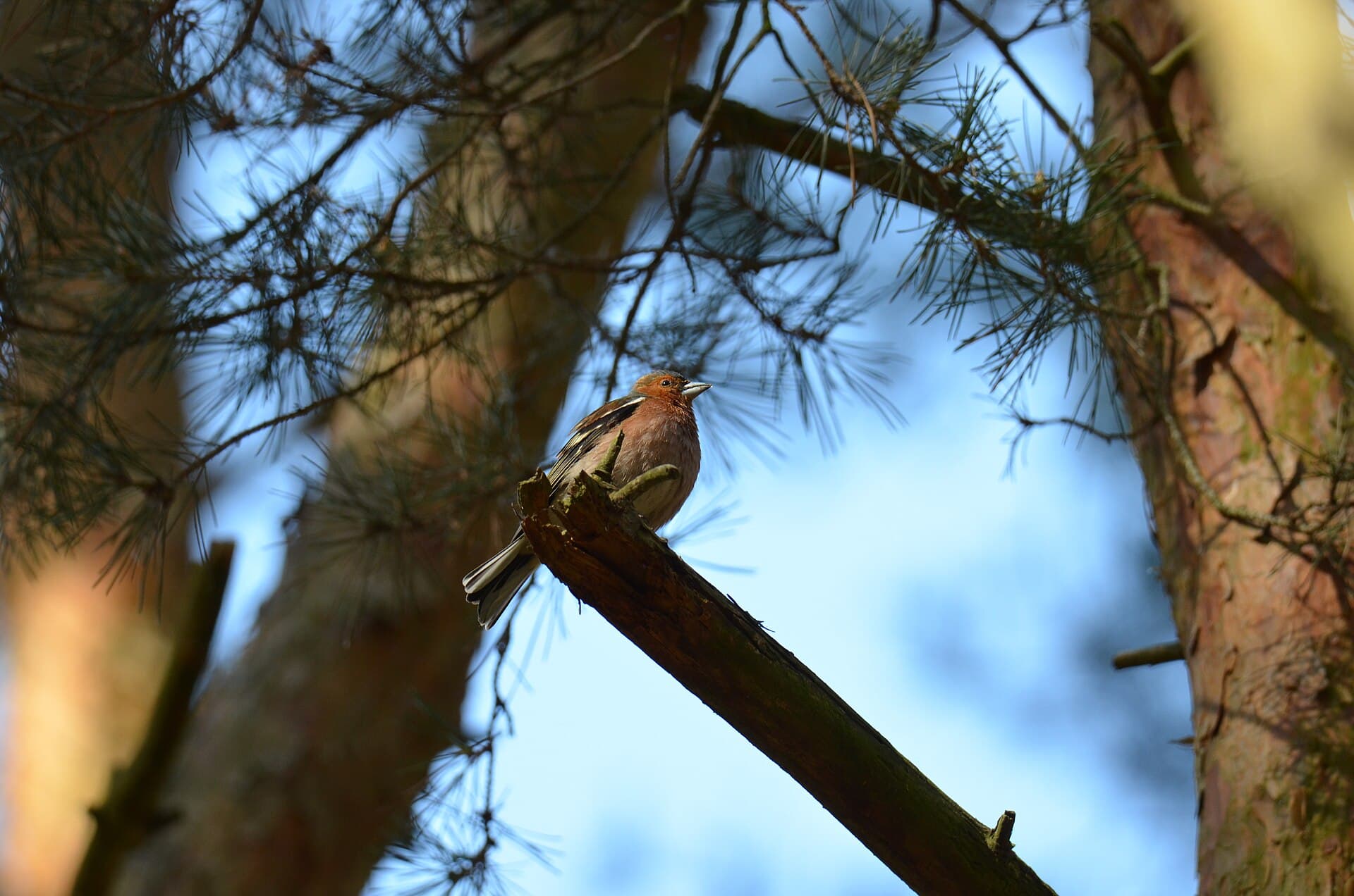 Vink (Fringilla coelebs) - Buchfink (Fringilla coelebs)