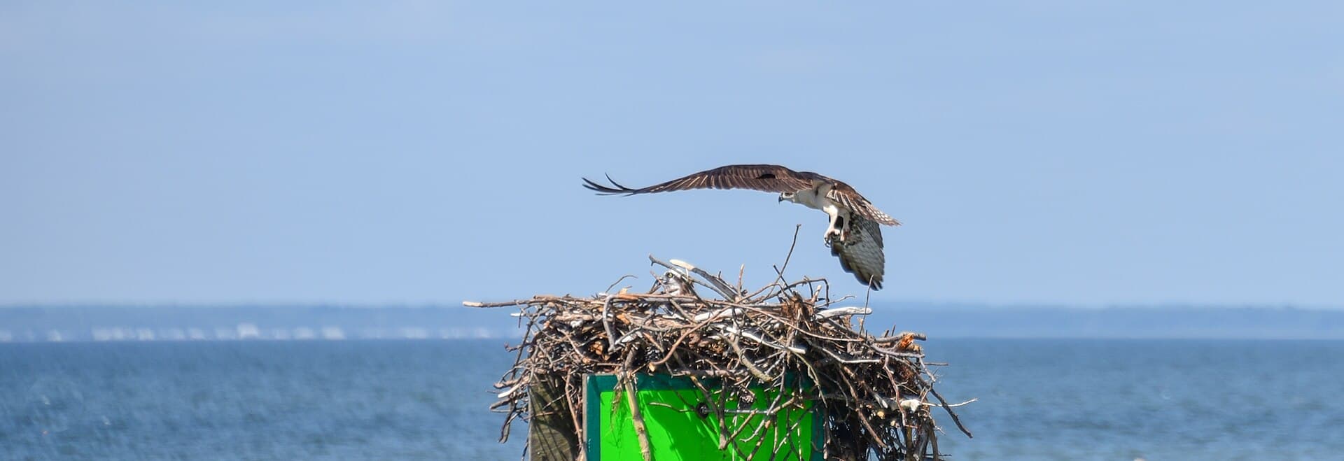 Visarend (Pandion haliaetus) - 2021-06-27 01 Adult osprey (Pandion haliaetus carolinensis) leaving nest with chick