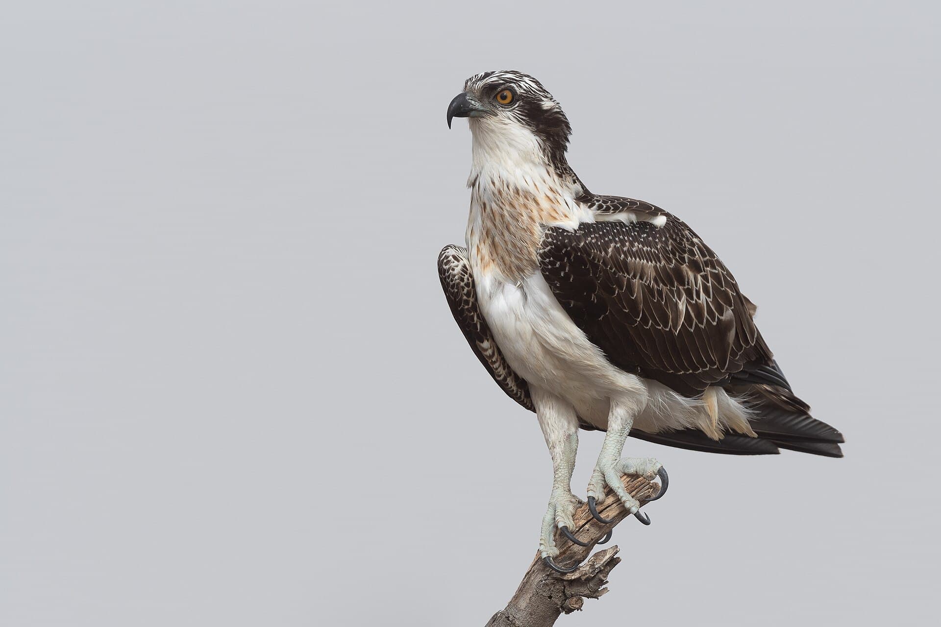 Visarend (Pandion haliaetus) - Balbuzard pecheur Lac de Tunis