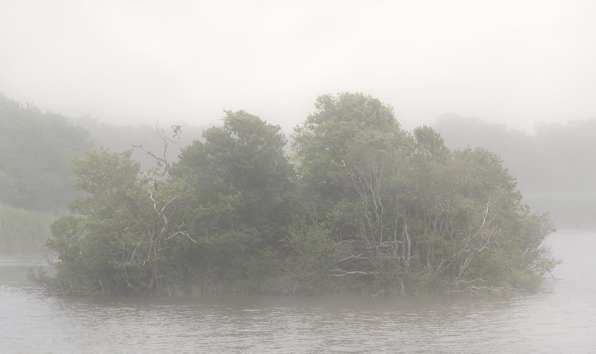 Visarend (Pandion haliaetus) - Trustom Pond in the fog (12453p)2