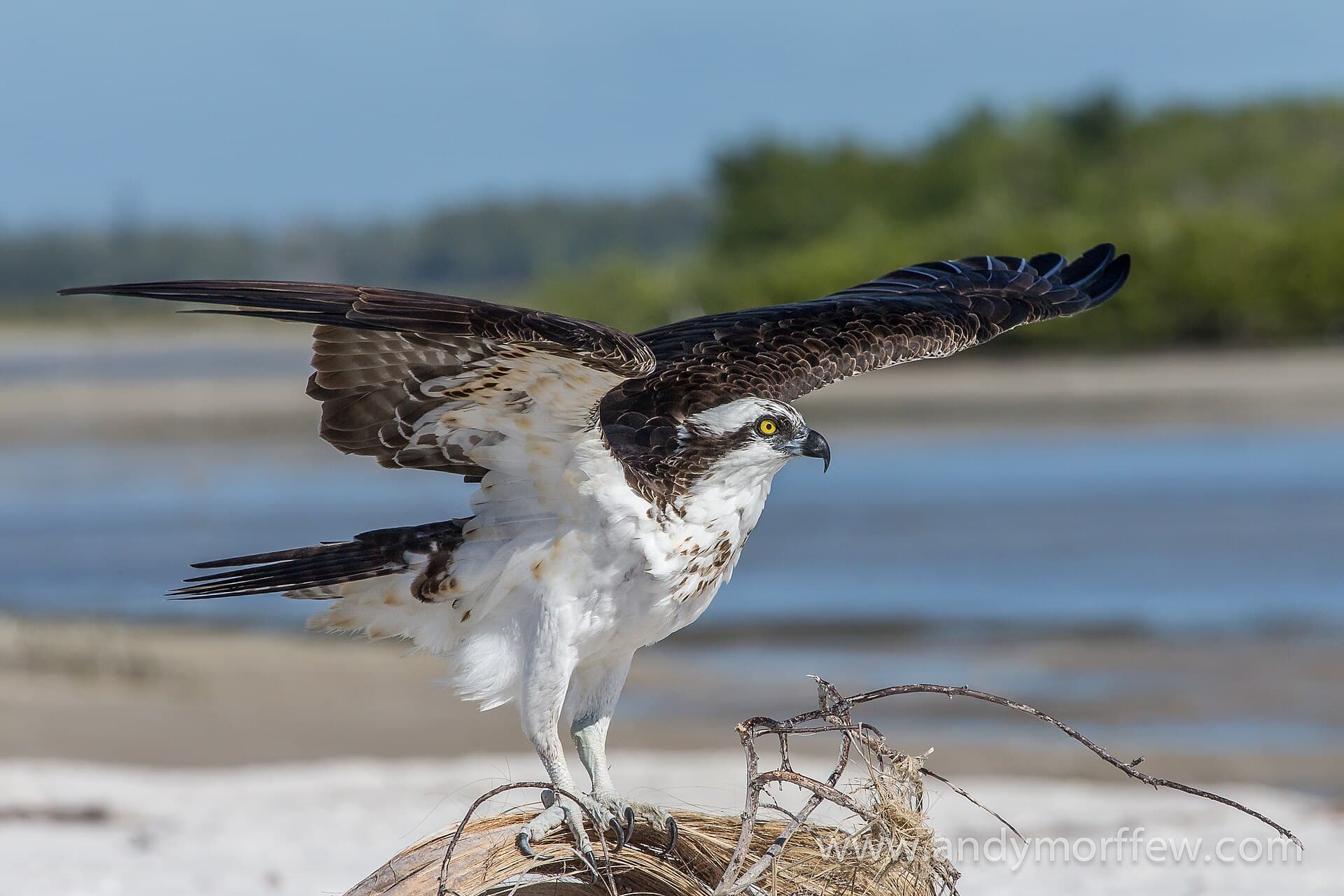 Visarend (Pandion haliaetus) - Prepared for Take-off (11300392213)