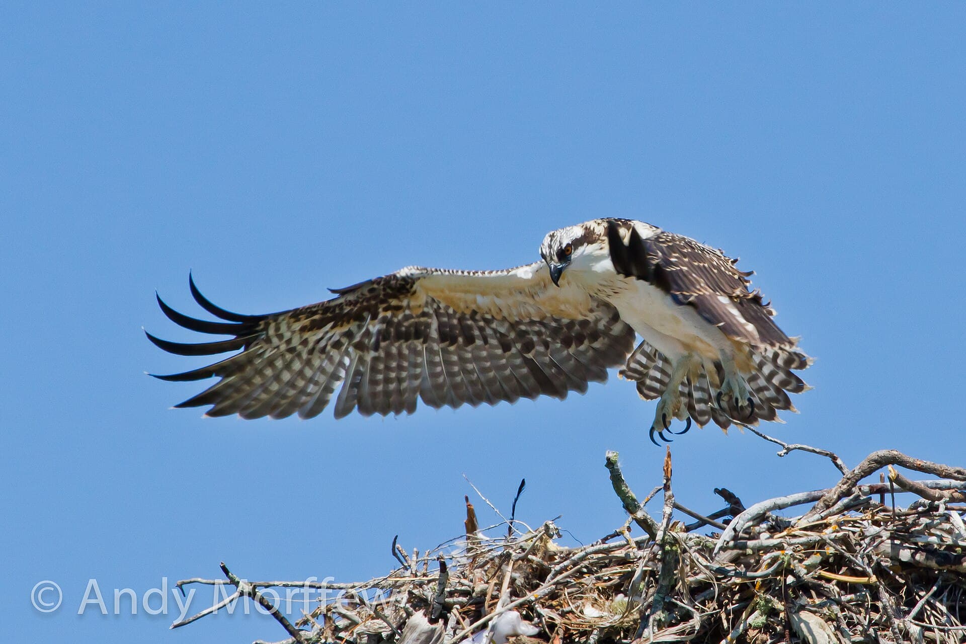 Visarend (Pandion haliaetus) - The Final Countdown (Monday PM) (6873698930)