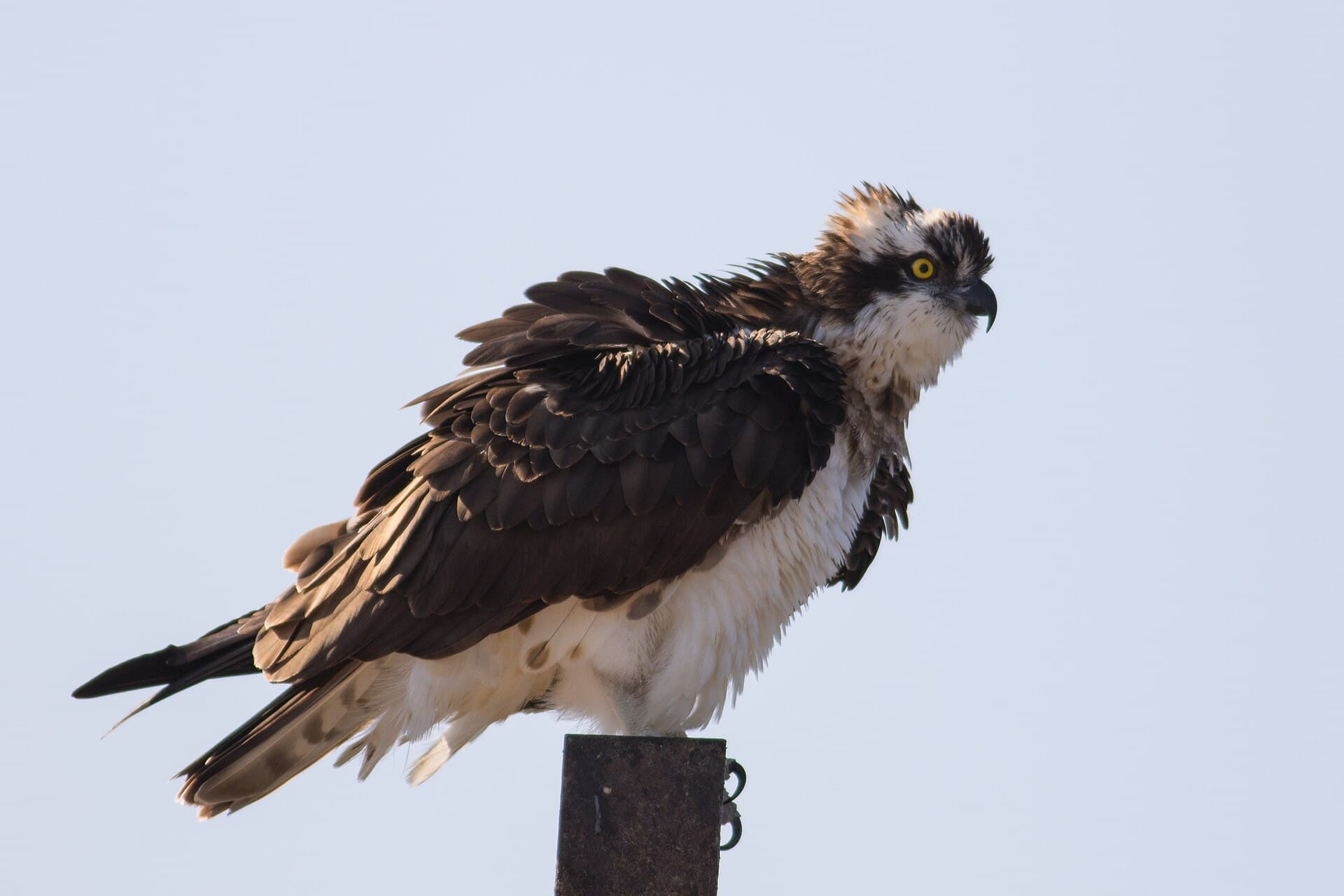 Visarend (Pandion haliaetus) - Pandion haliaetus - Osprey
