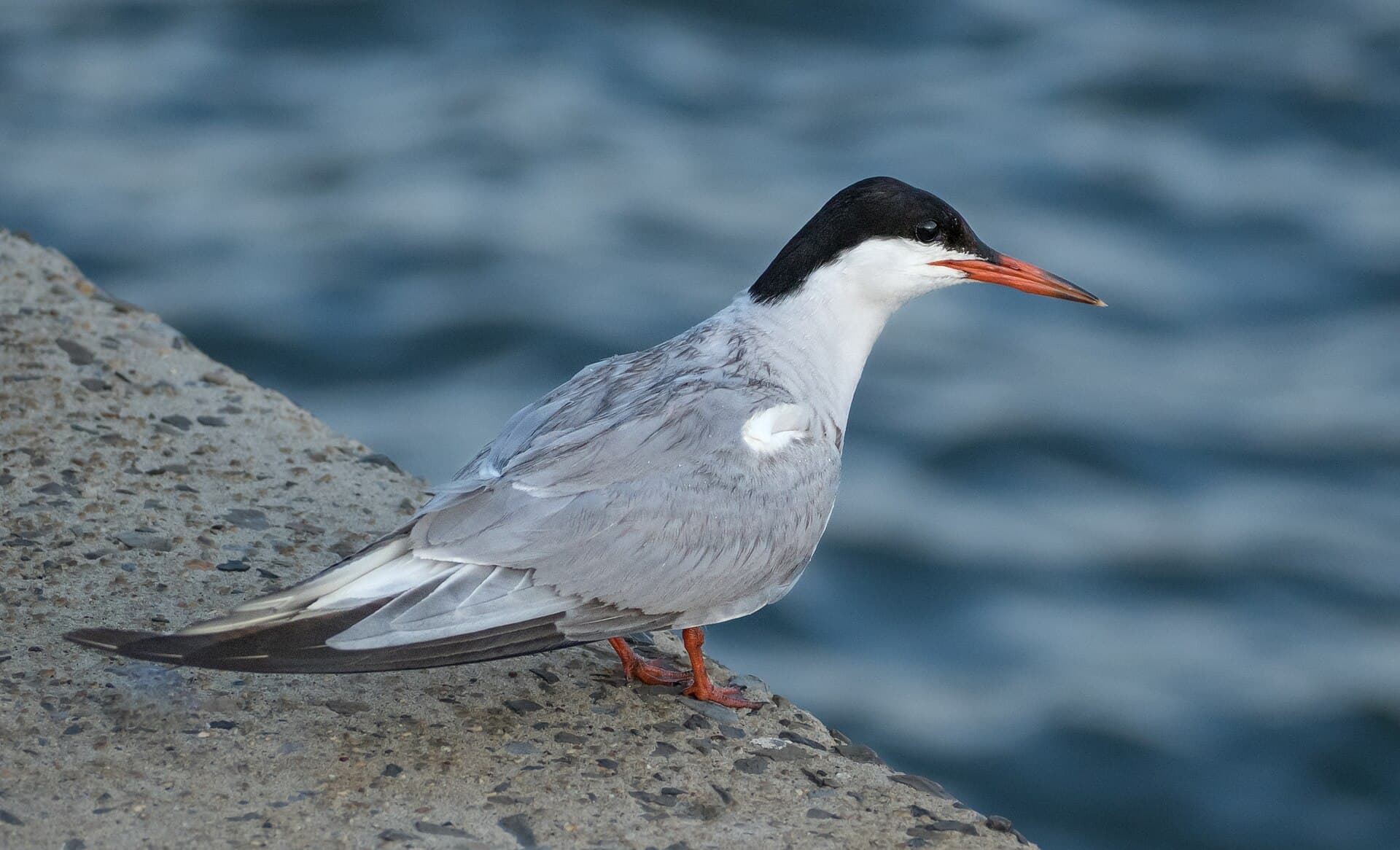 Visdief (Sterna hirundo) - Common tern at Brooklyn Bridge Park (21040)