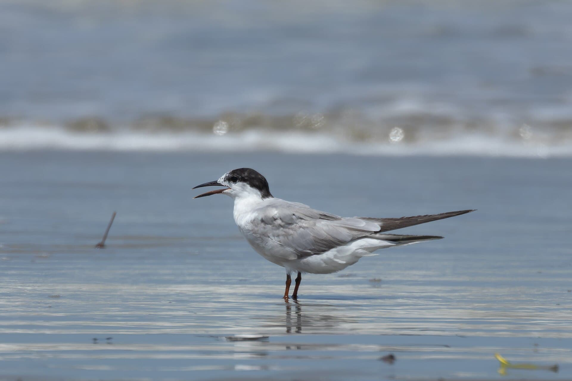 Visdief (Sterna hirundo) - Common Tern by Tisha Mukherjee 07