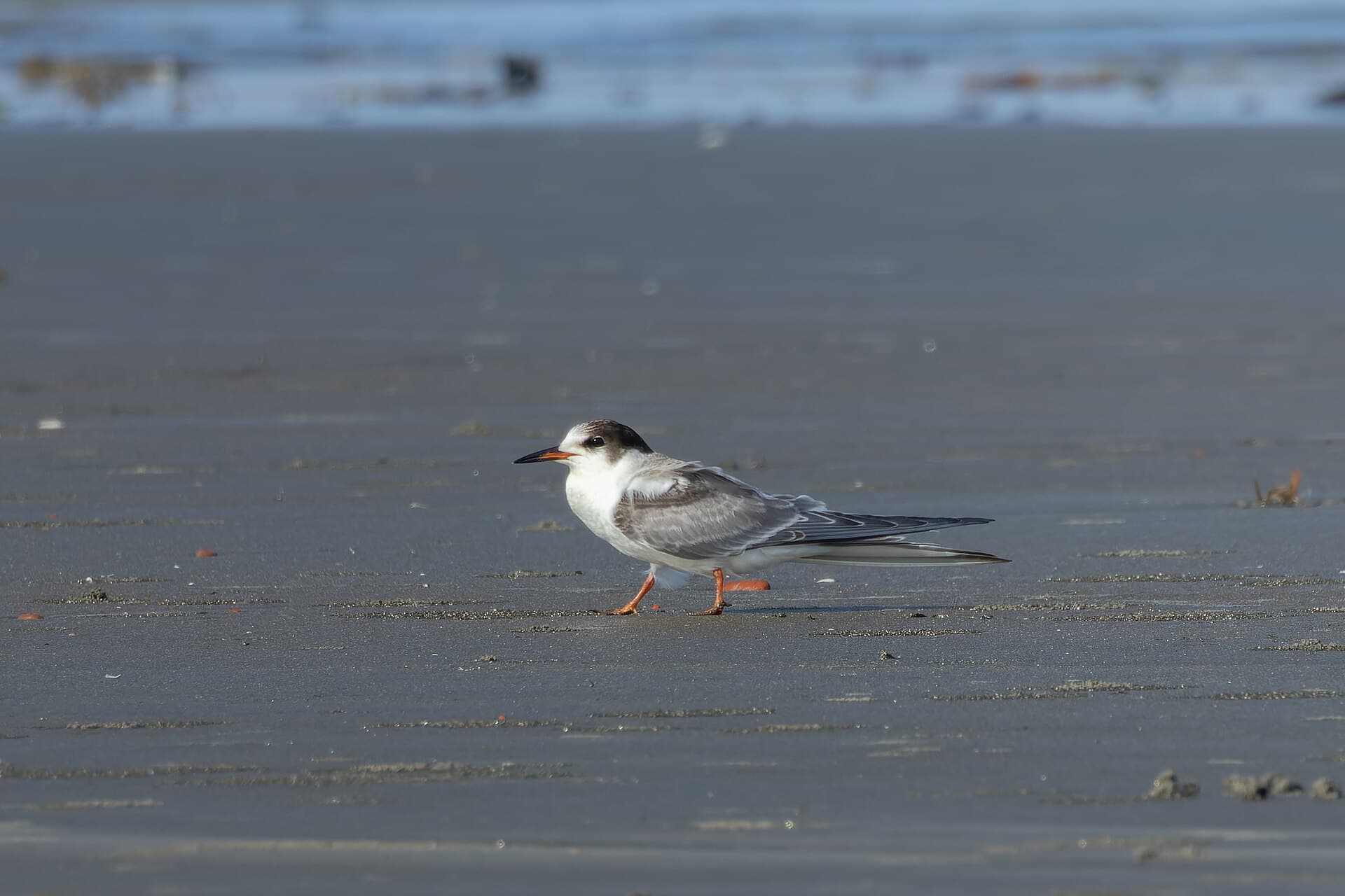 Visdief (Sterna hirundo) - Common Tern by Tisha Mukherjee 16