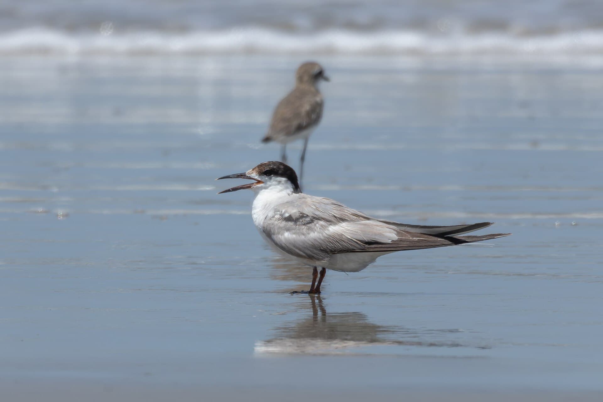 Visdief (Sterna hirundo) - Common Tern by Tisha Mukherjee 12