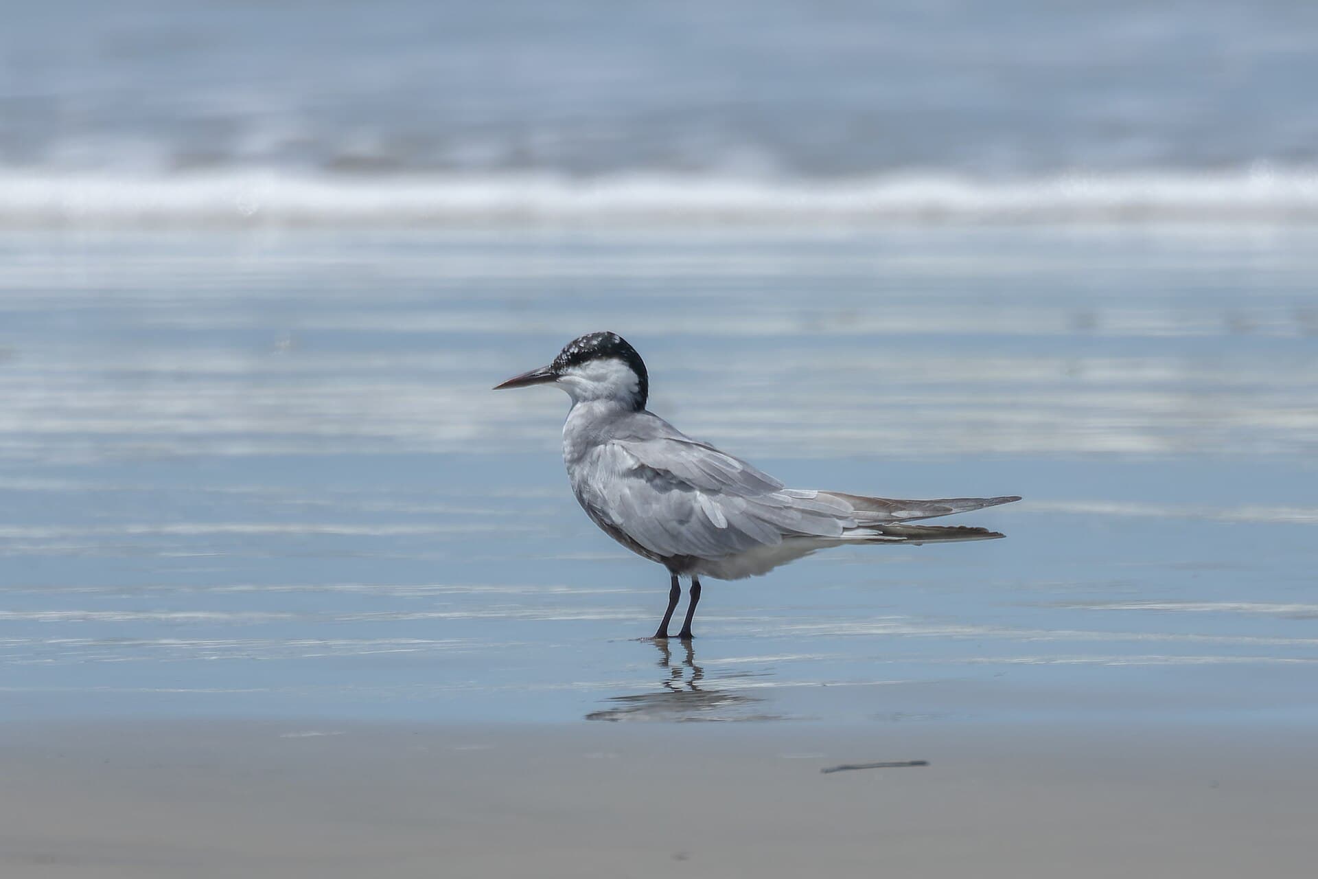 Visdief (Sterna hirundo) - Common Tern by Tisha Mukherjee 14