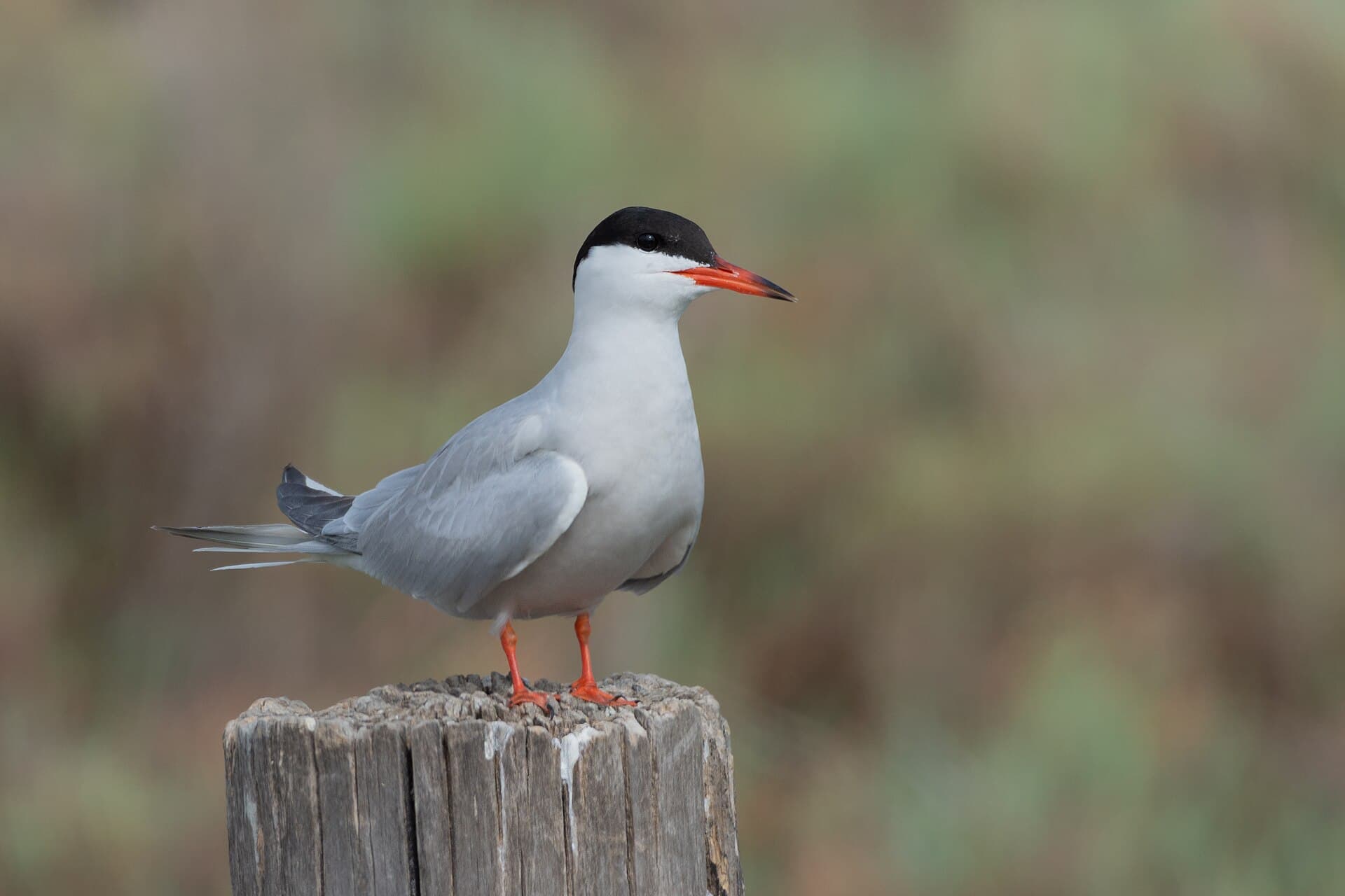 Visdief (Sterna hirundo) - Sterne pierre-garin lac de Tunis011