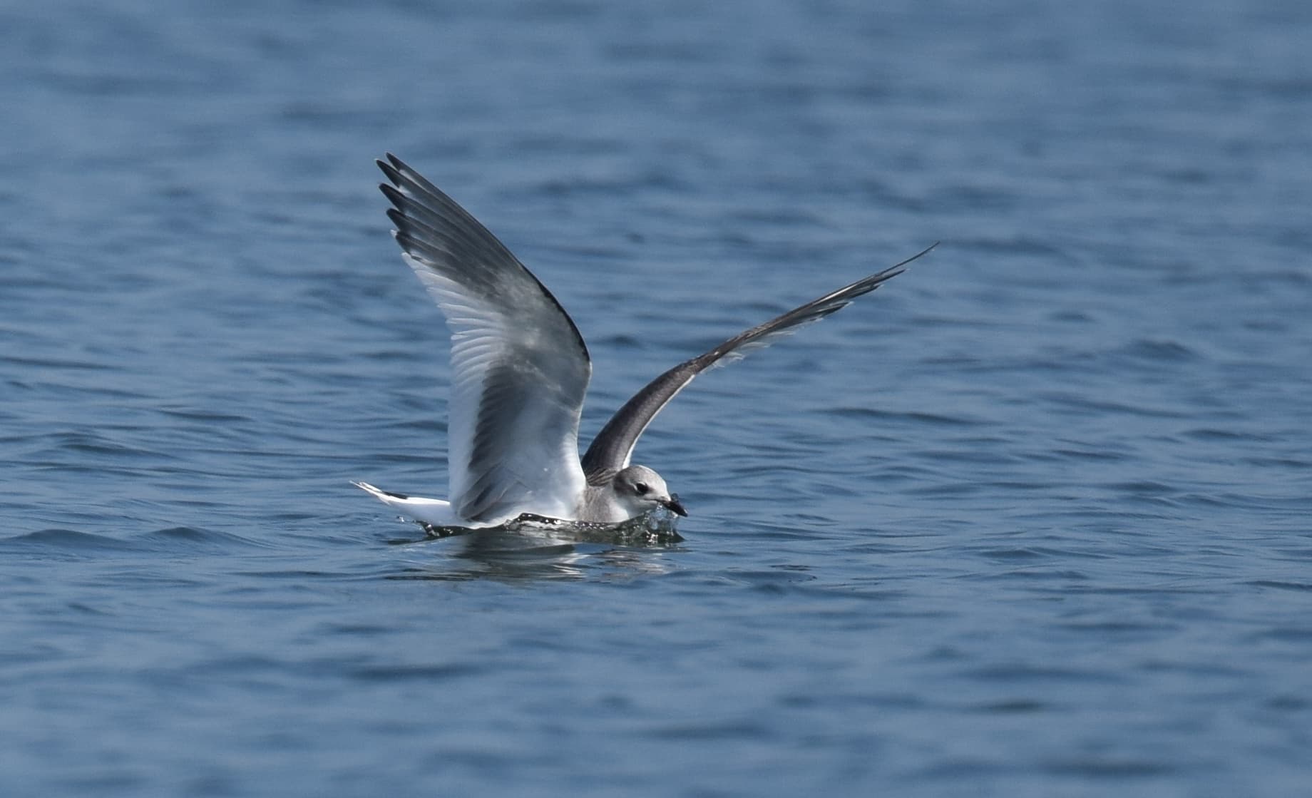 vorkstaartmeeuw (Xema sabini) - Sabine's Gull (juvenile) - 29788052466
