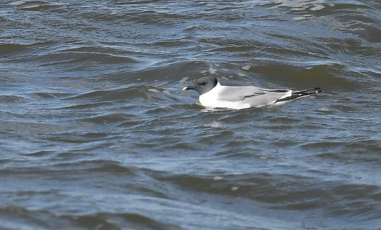vorkstaartmeeuw (Xema sabini) - Sabine's Gull (tight crop experiment) - 51441727000