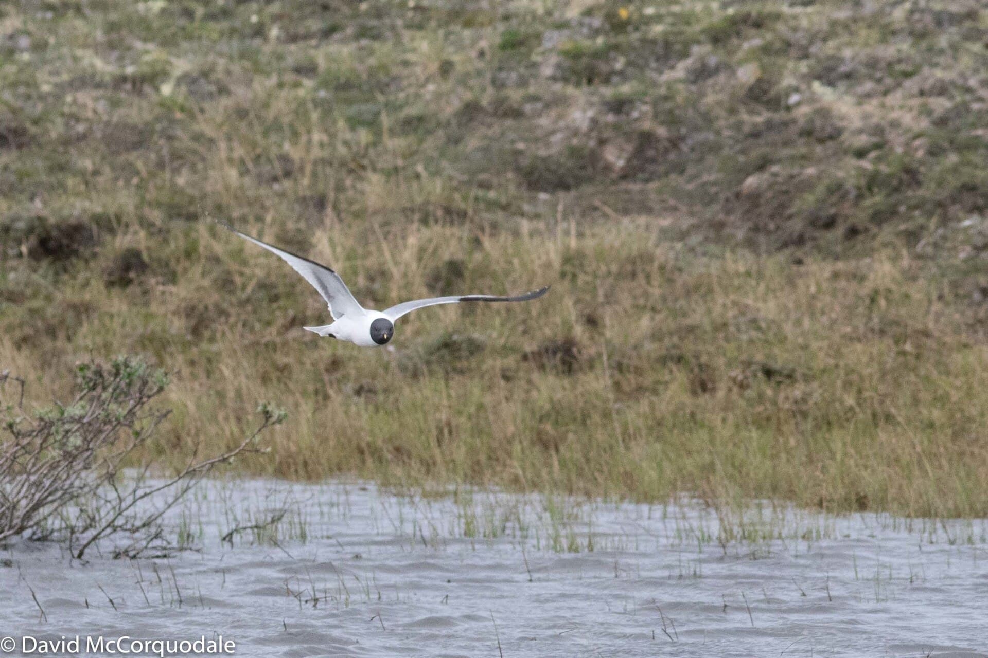 vorkstaartmeeuw (Xema sabini) - Sabine's Gull, Cambridge Bay, Nunavut, Canada 45485847
