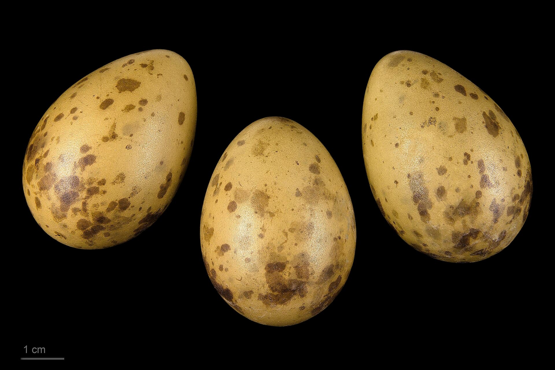 vorkstaartmeeuw (Xema sabini) - Xema sabini MHNT.ZOO.2010.11.132.6