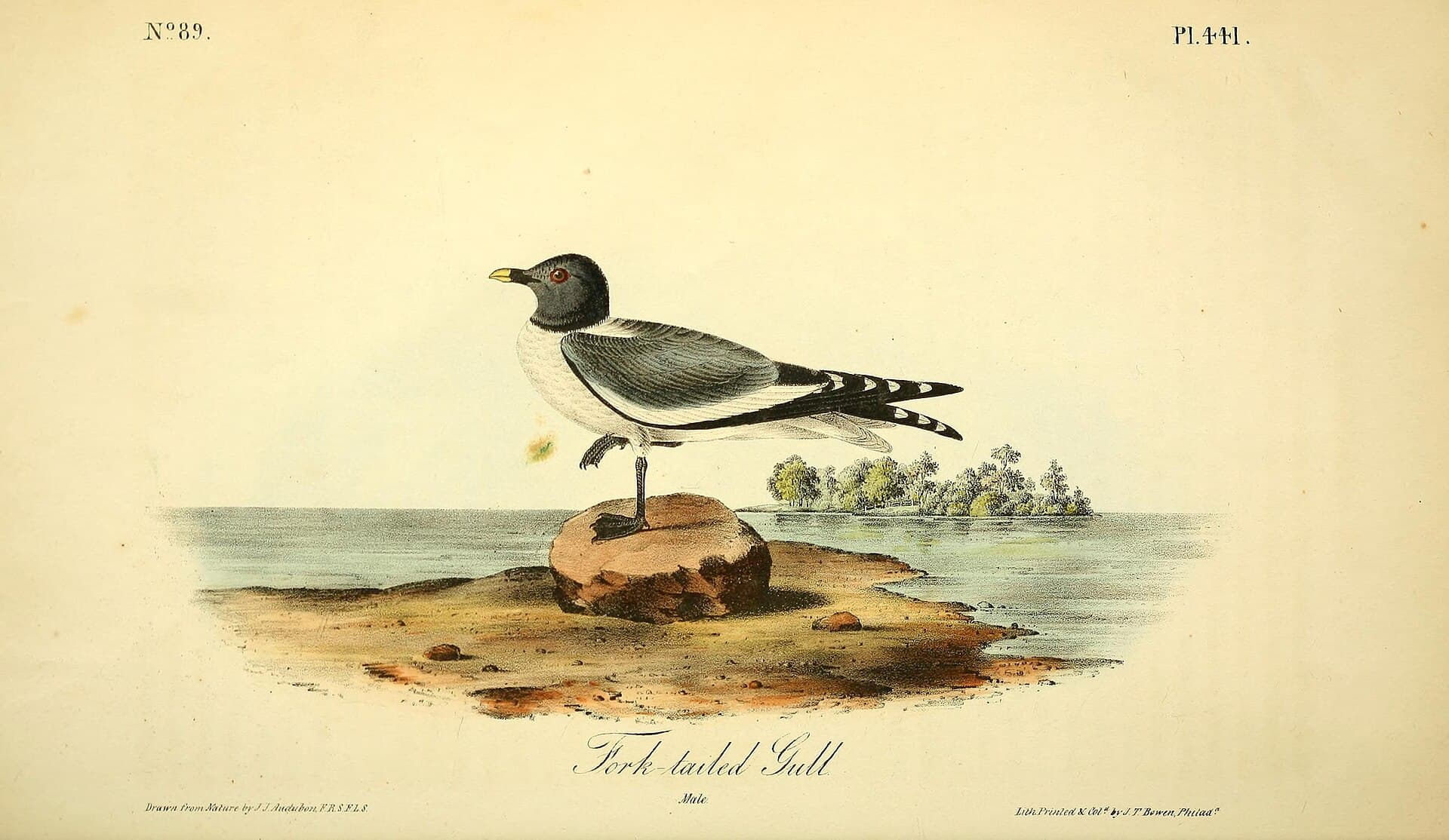 vorkstaartmeeuw (Xema sabini) - The birds of America (Pl. 441) (8594209091)